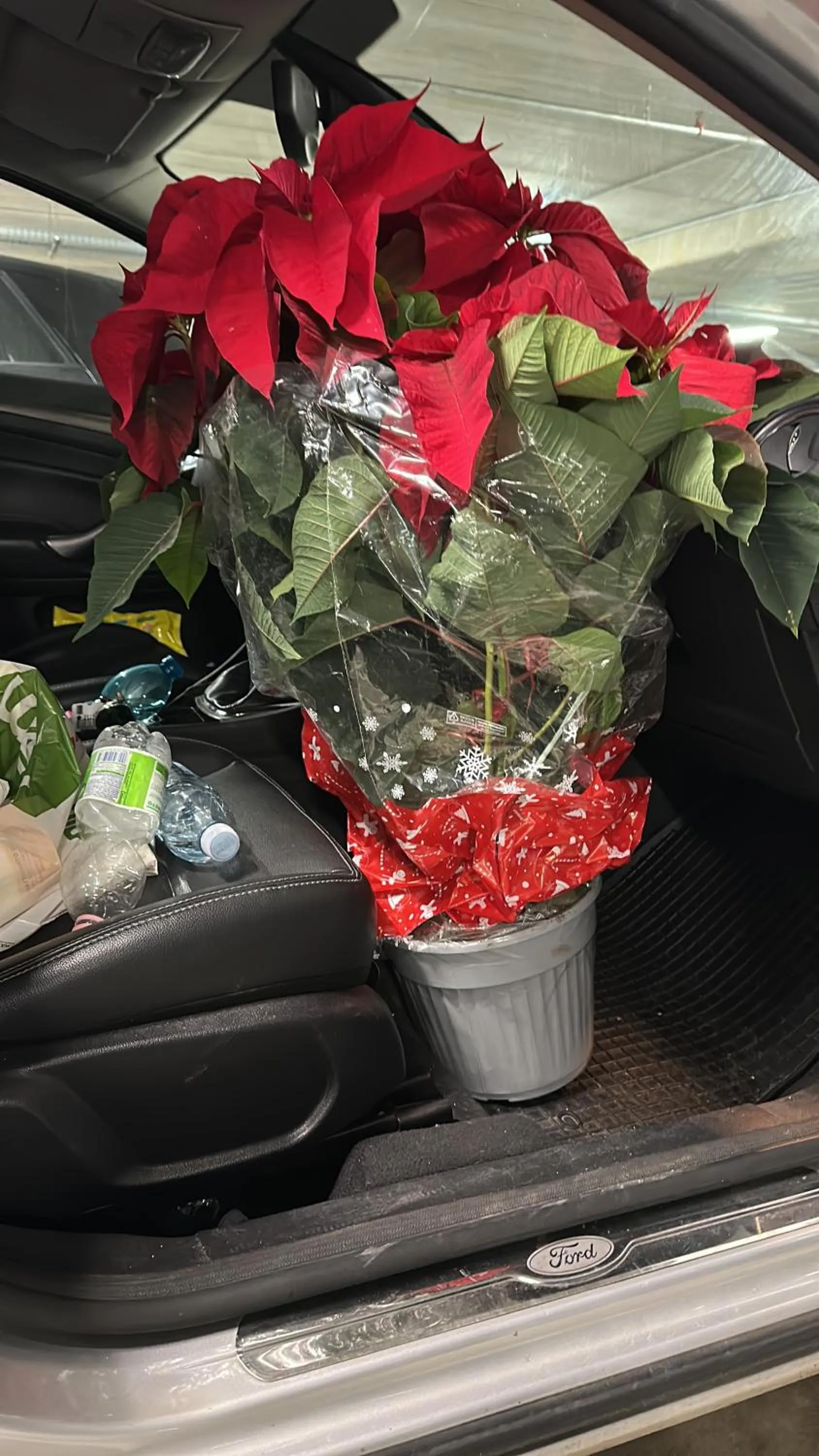 Garden view in Rosa House