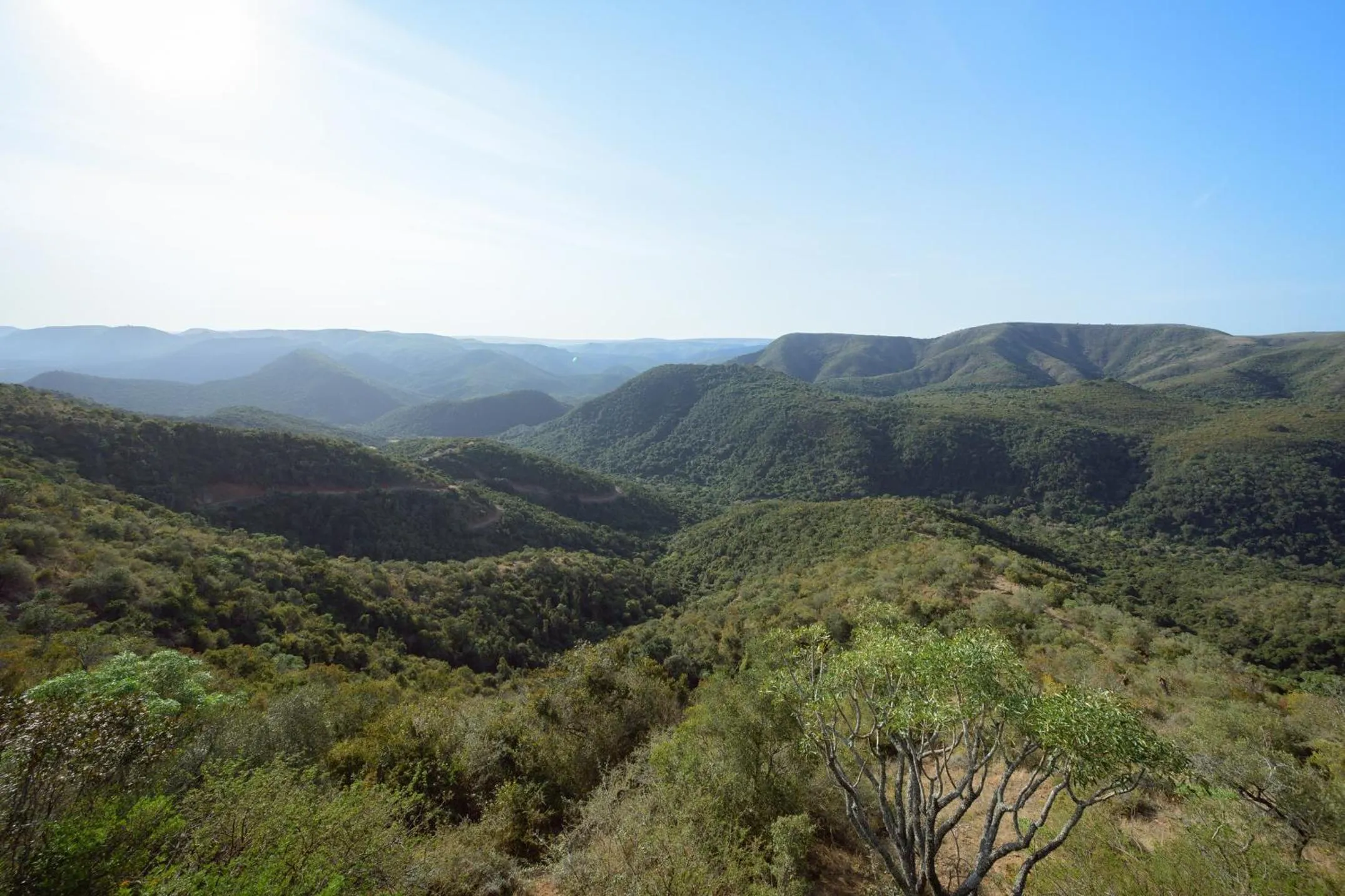 Camp Figtree by The Oyster Collection
