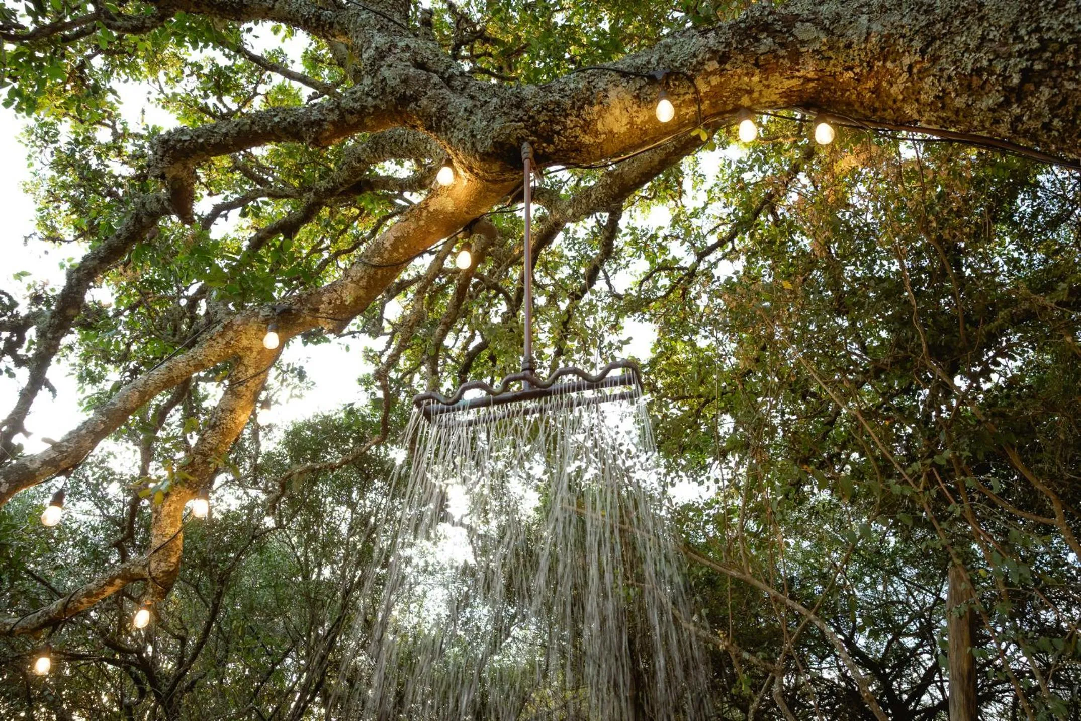 Camp Figtree by The Oyster Collection