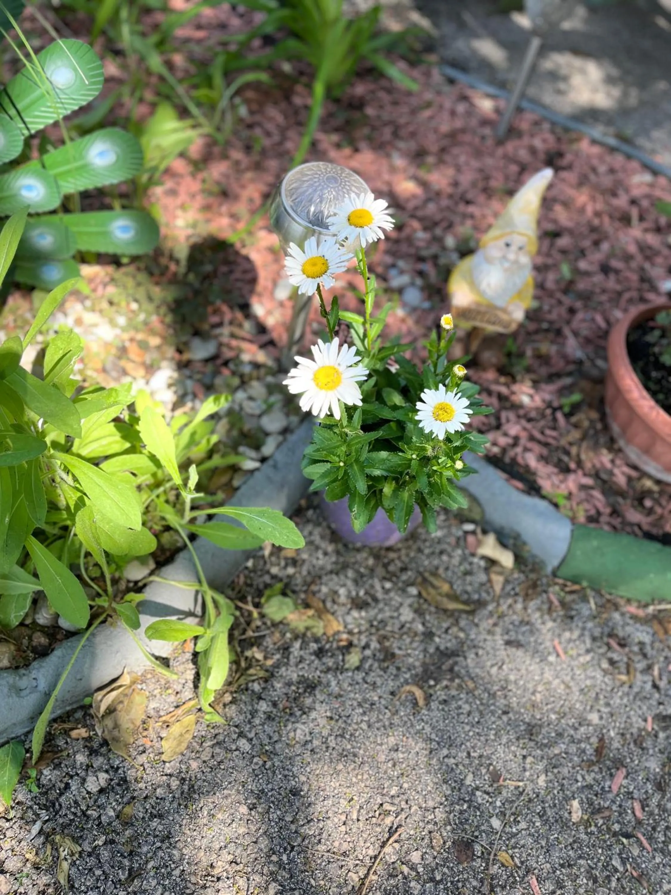 Garden in Hotel Oswaldo