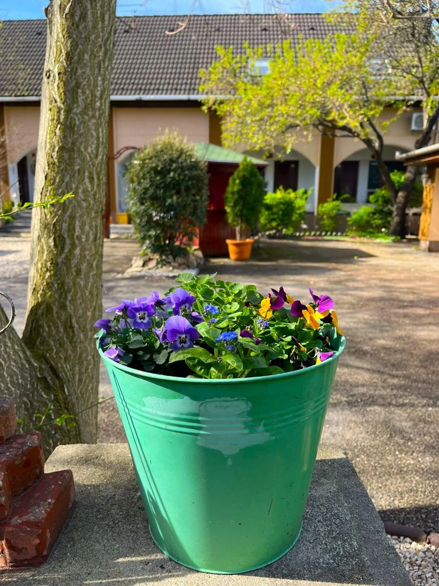 Garden in Hotel Oswaldo