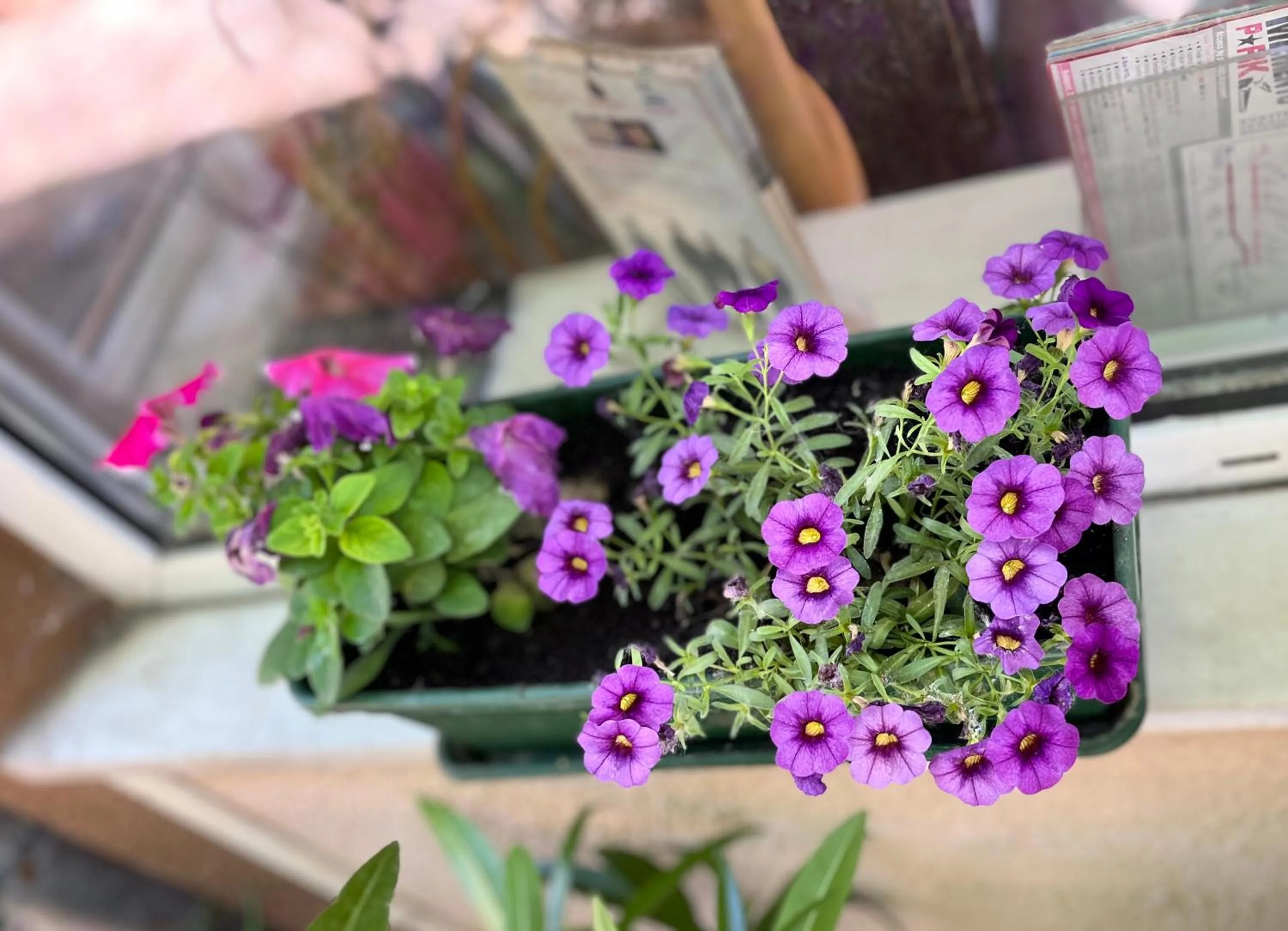 Garden in Hotel Oswaldo