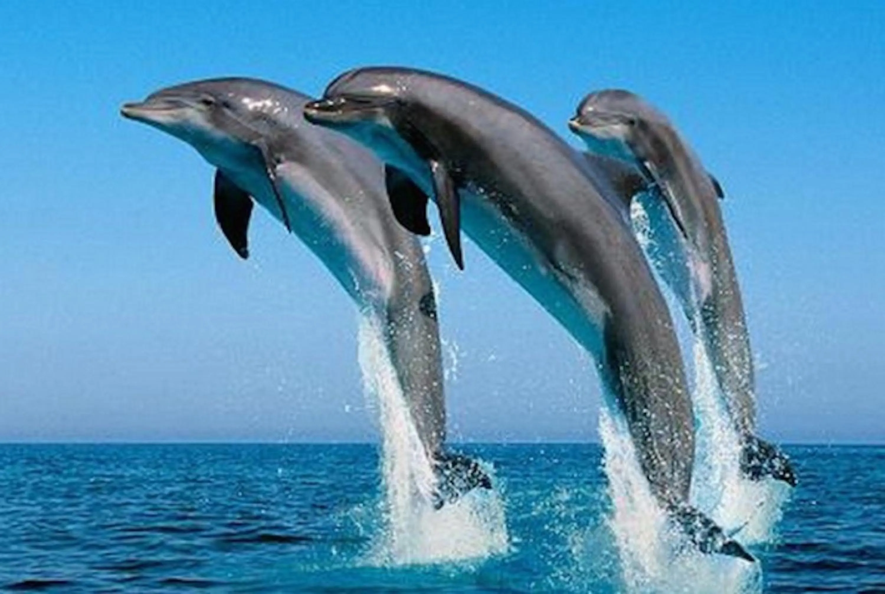 Animals in Rok Plaza