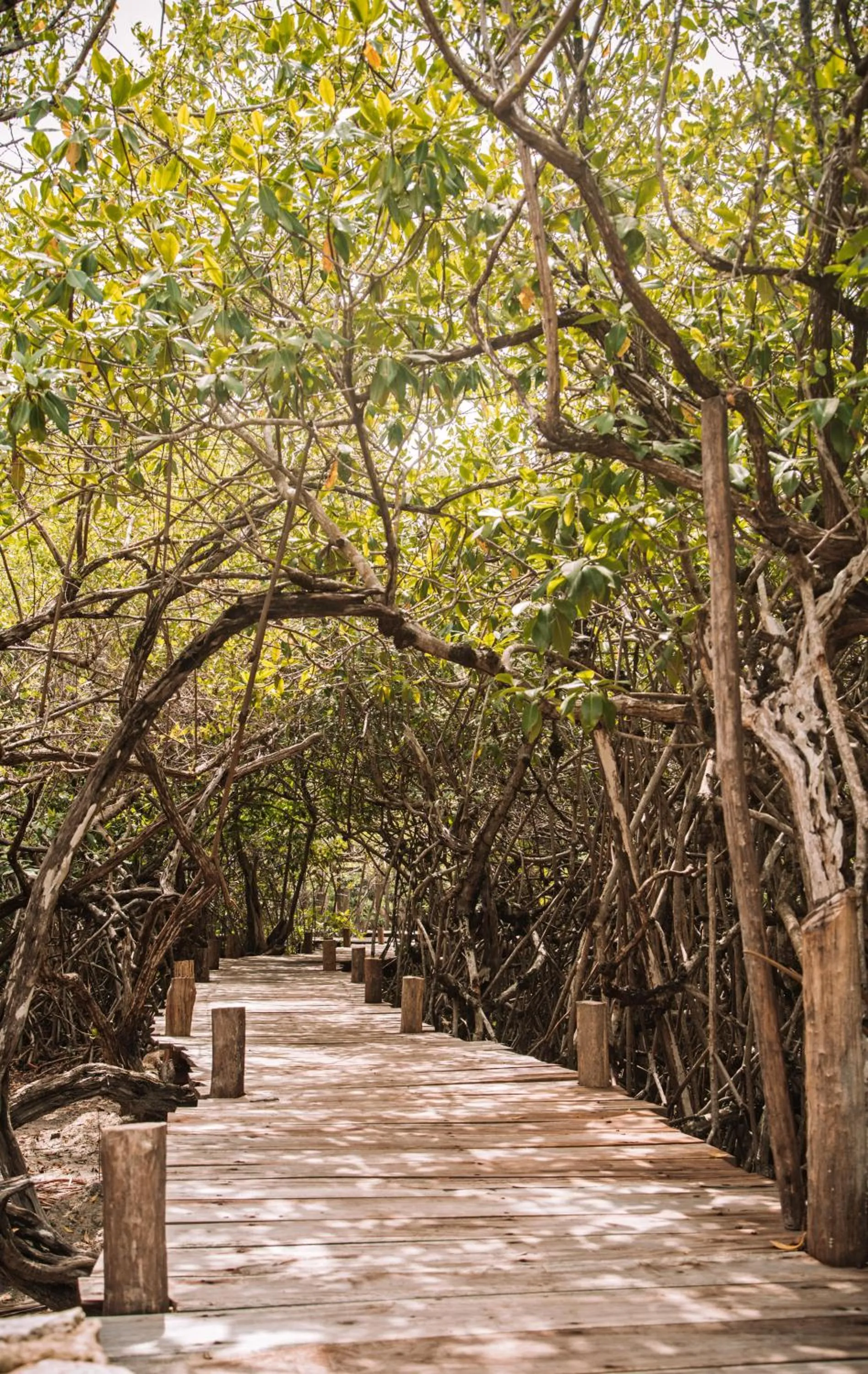 Spring in Uman Glamping & Cenote Tulum