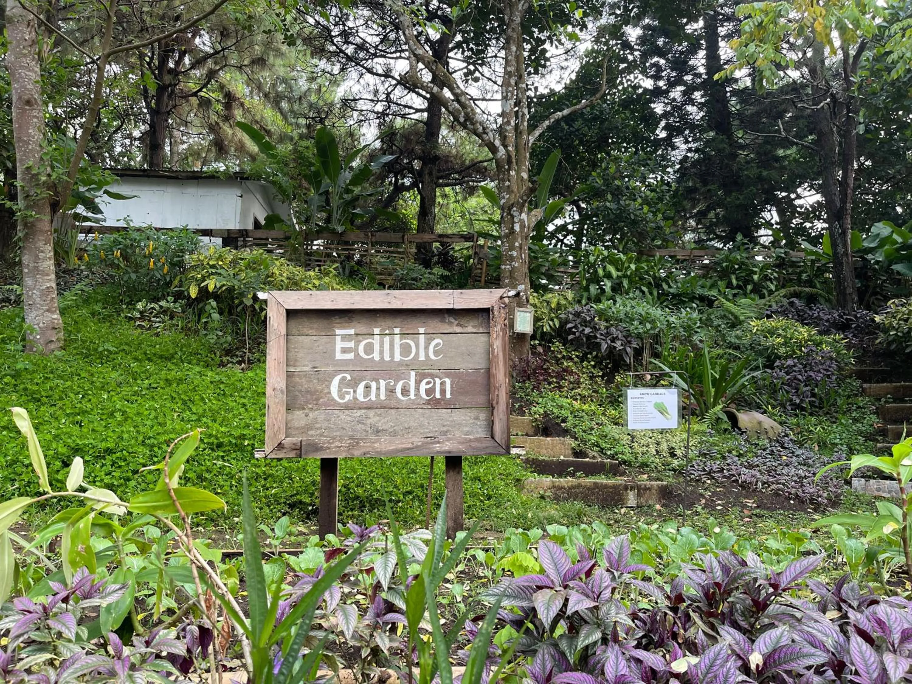 Garden in Casa Ayesha Sweet Staycation at La Bella Tagaytay