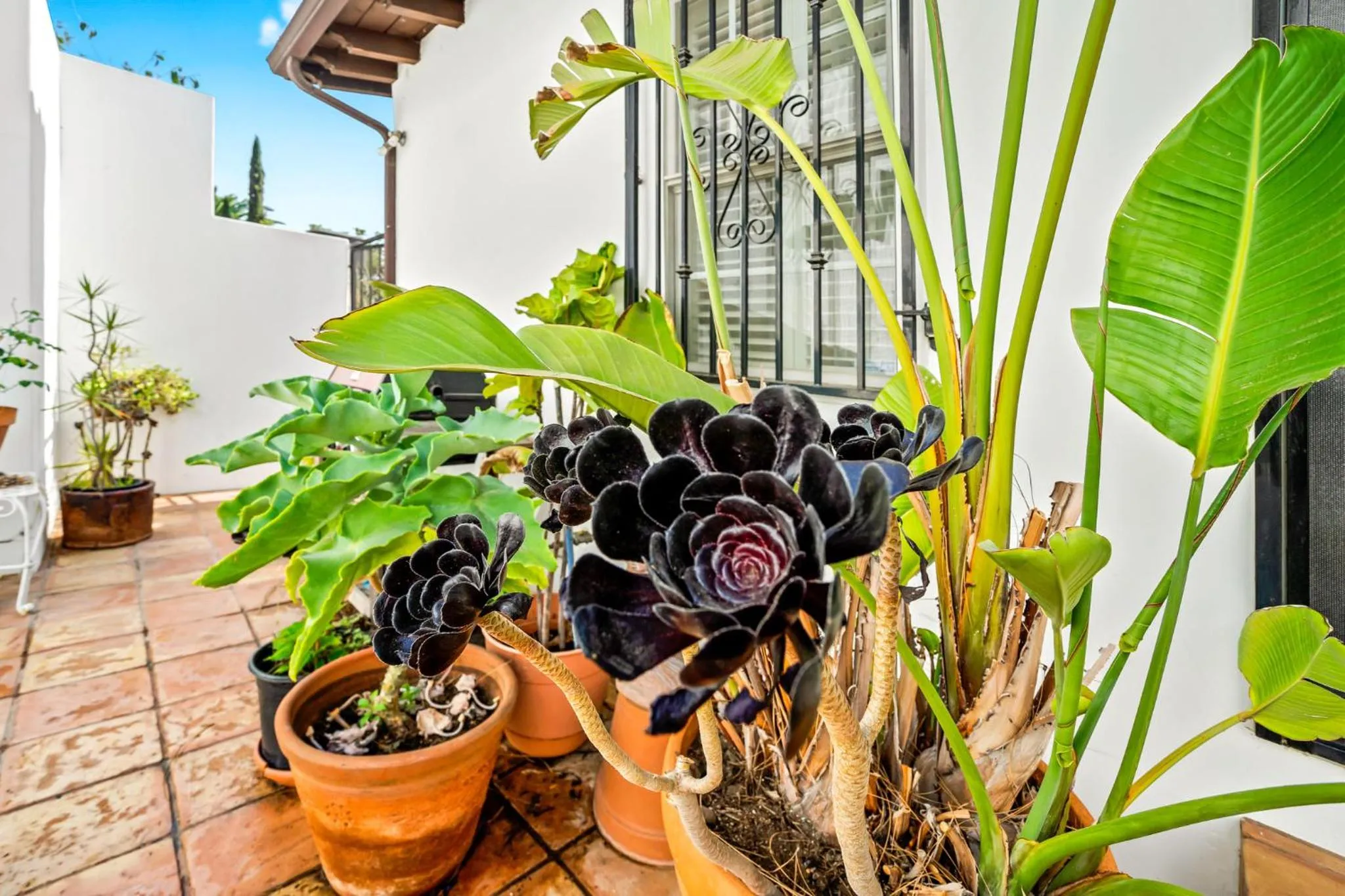 Balcony/Terrace in Hollywood Hills Homestay