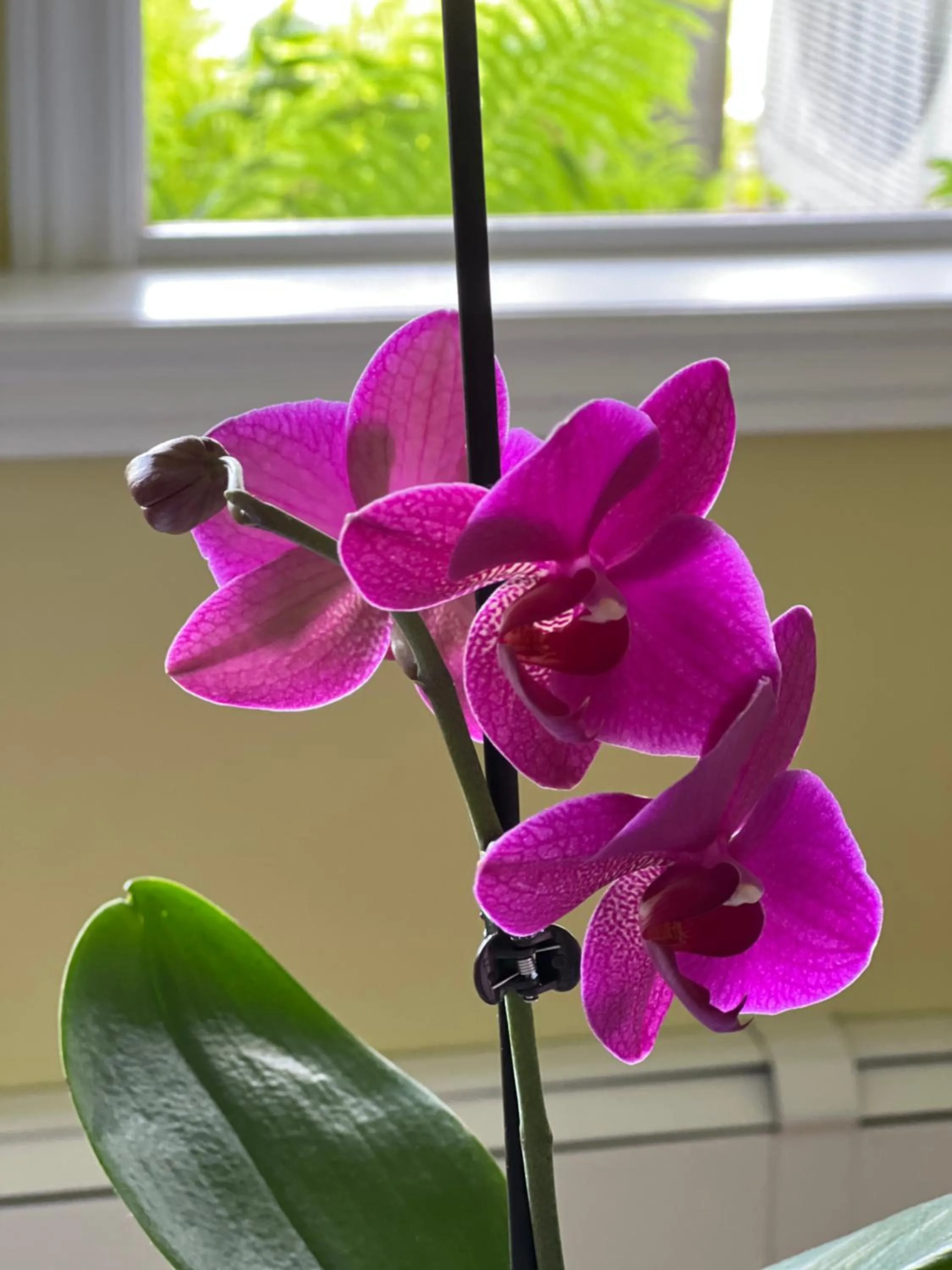 Lee's Ocean Peek B & B