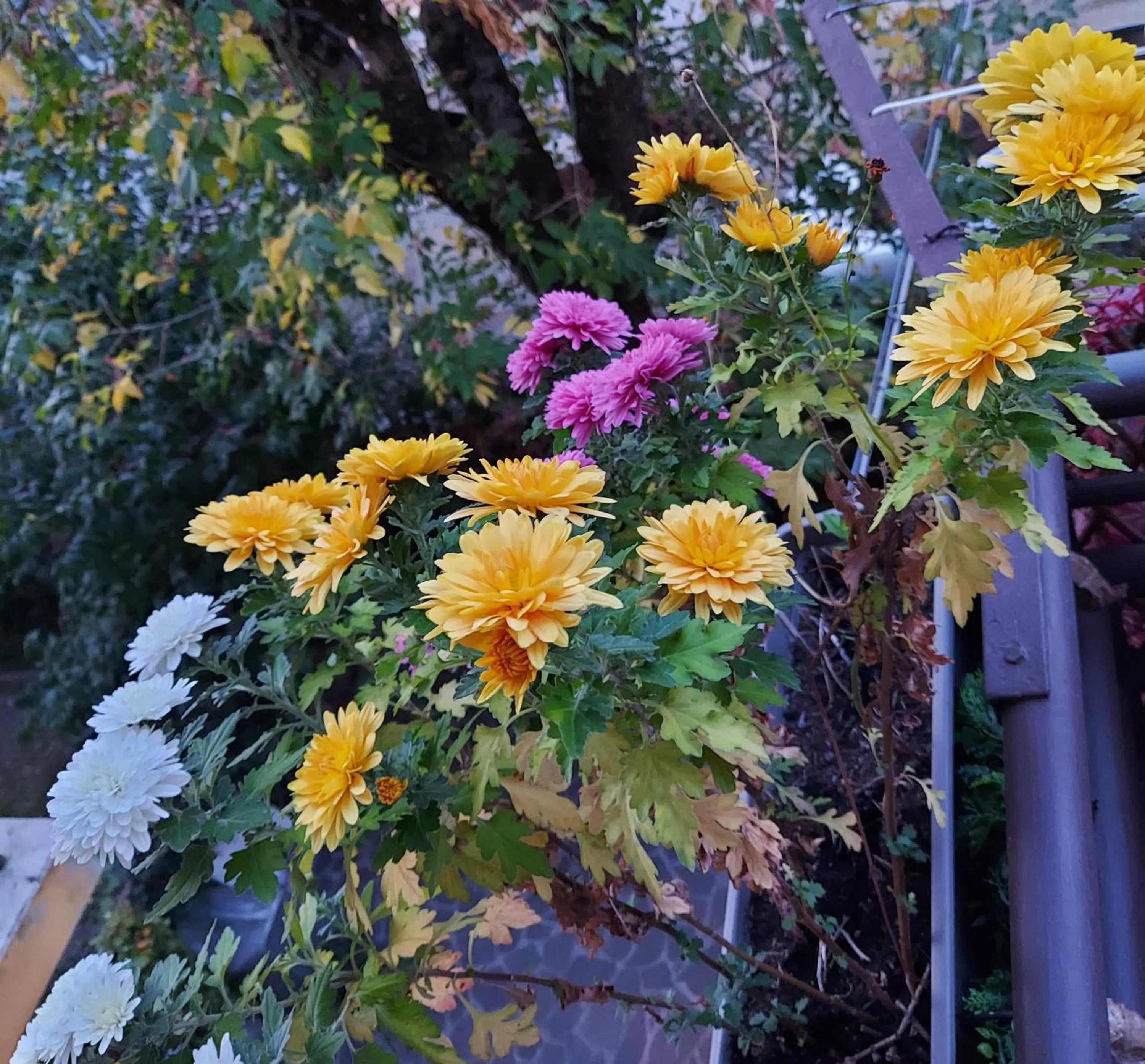 Garden in Guesthouse Calvart25