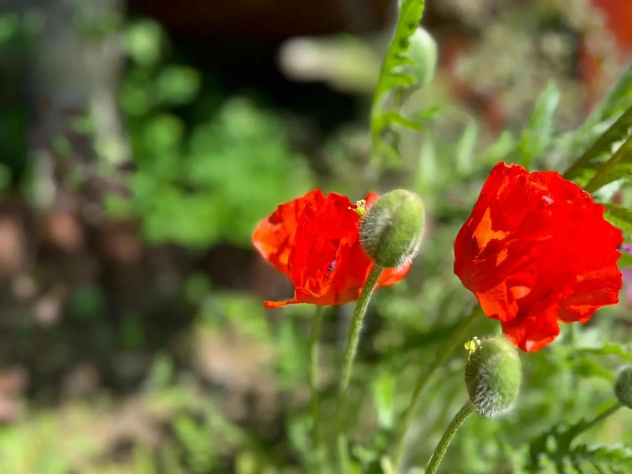 Spring in Solar Selvana - Casas de montaña