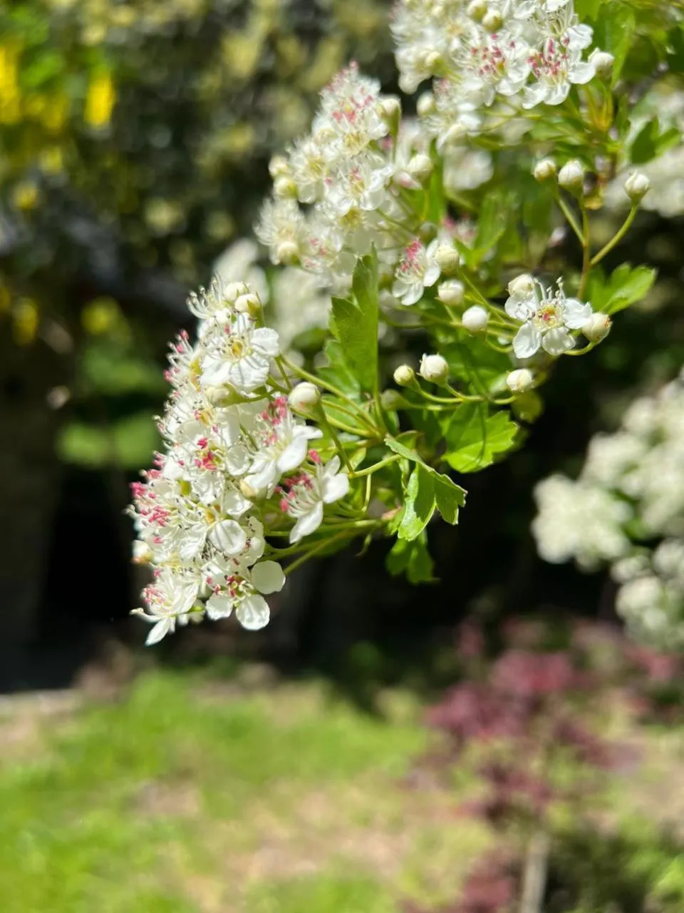 Spring in Solar Selvana - Casas de montaña