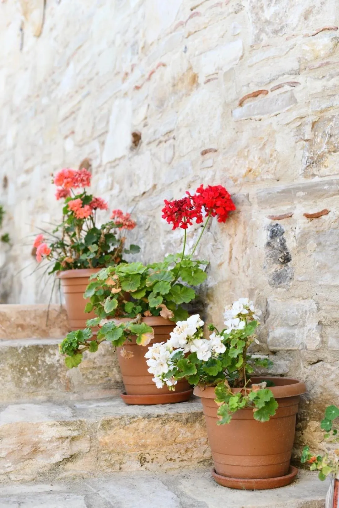 Garden in Villa Ephesus Hotel