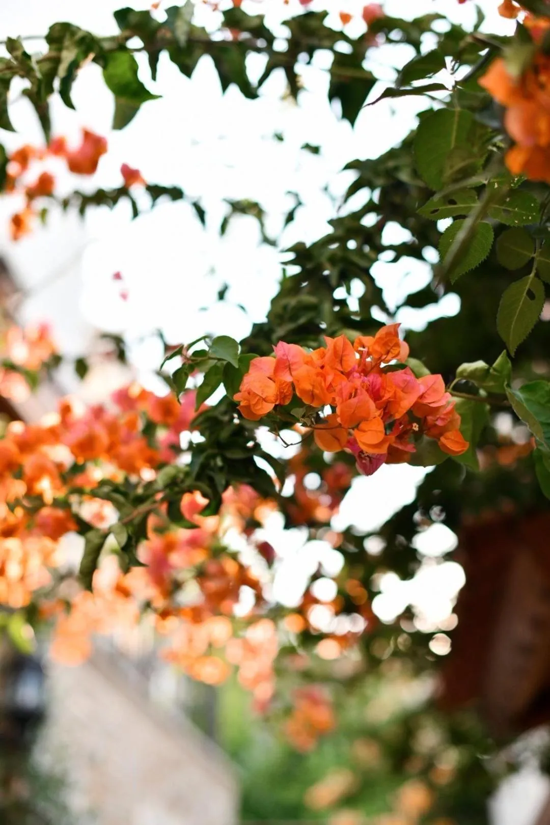 Garden view in Villa Ephesus Hotel