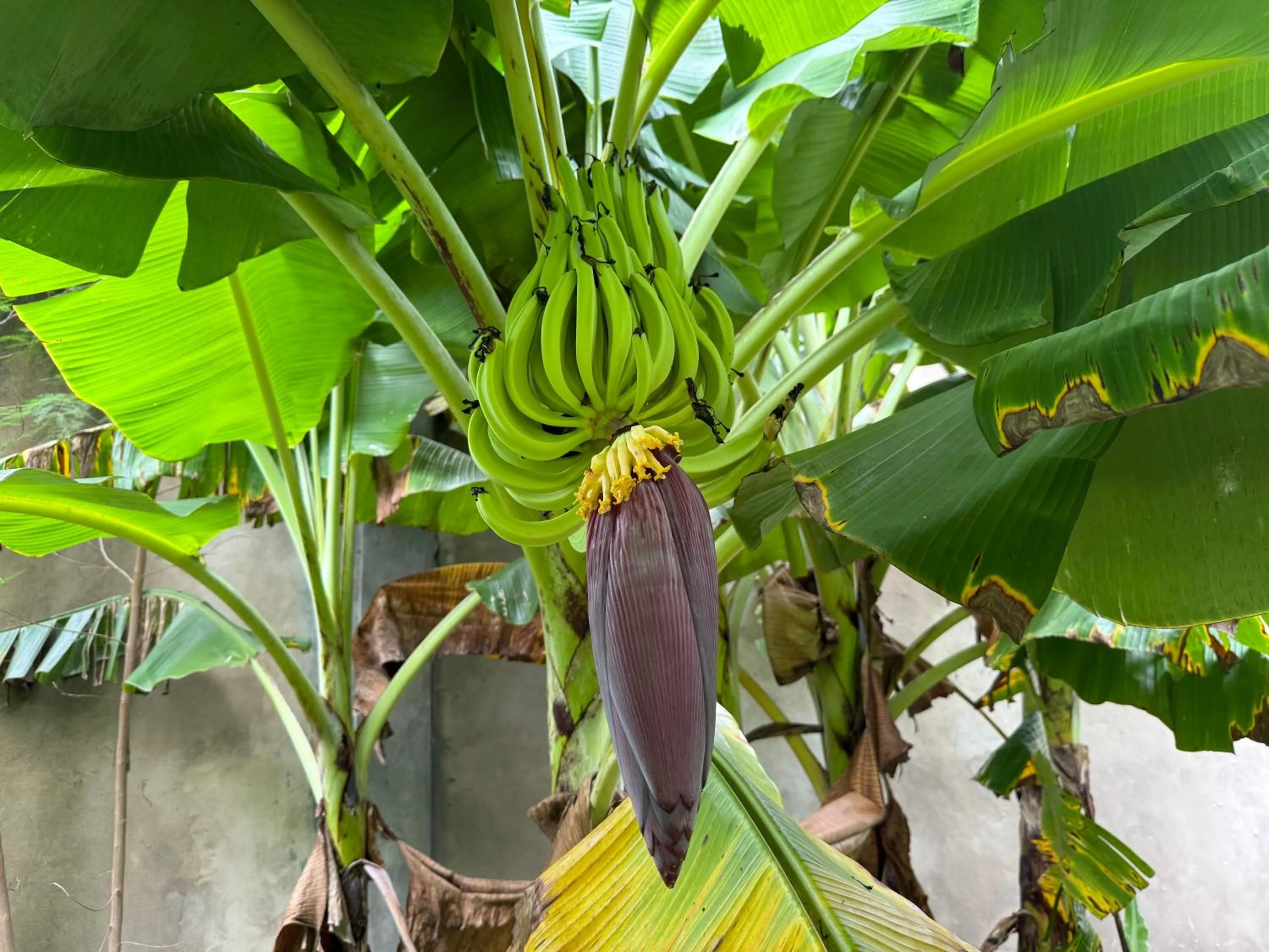 Garden in Mbweni Ruins & Gardens Previously Jungle Paradise