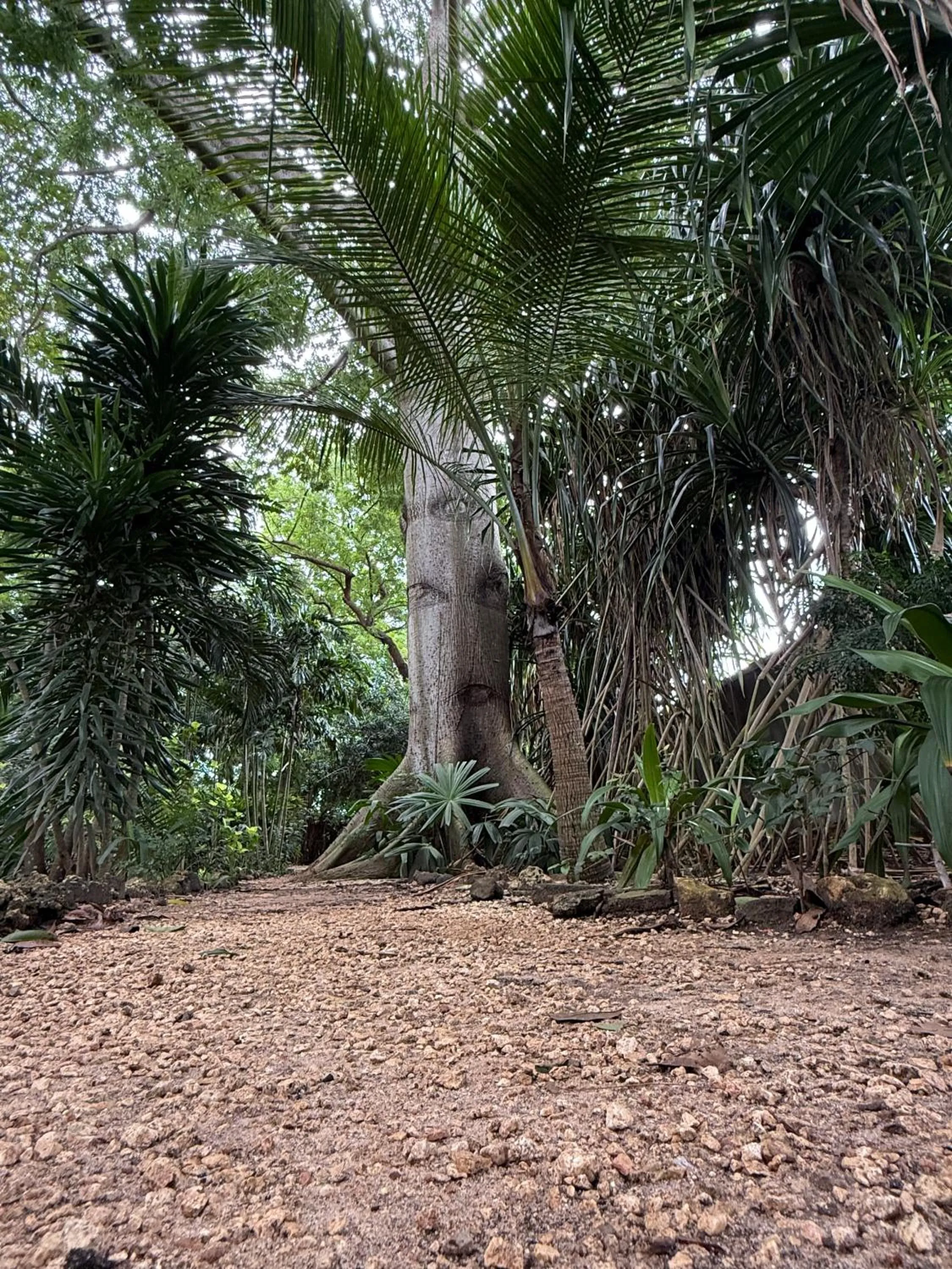 Garden in Mbweni Ruins & Gardens Previously Jungle Paradise