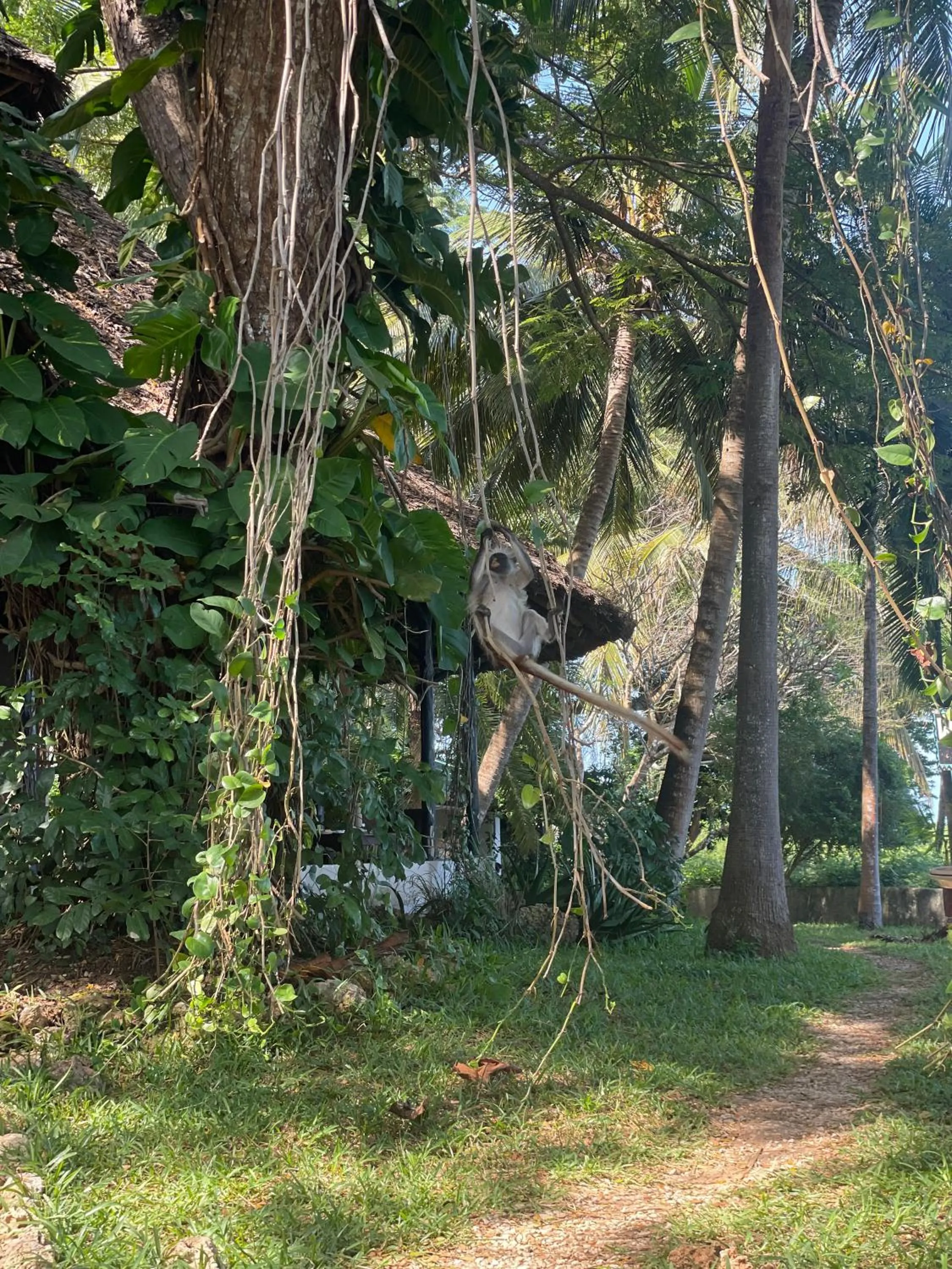 Garden in Mbweni Ruins & Gardens Previously Jungle Paradise