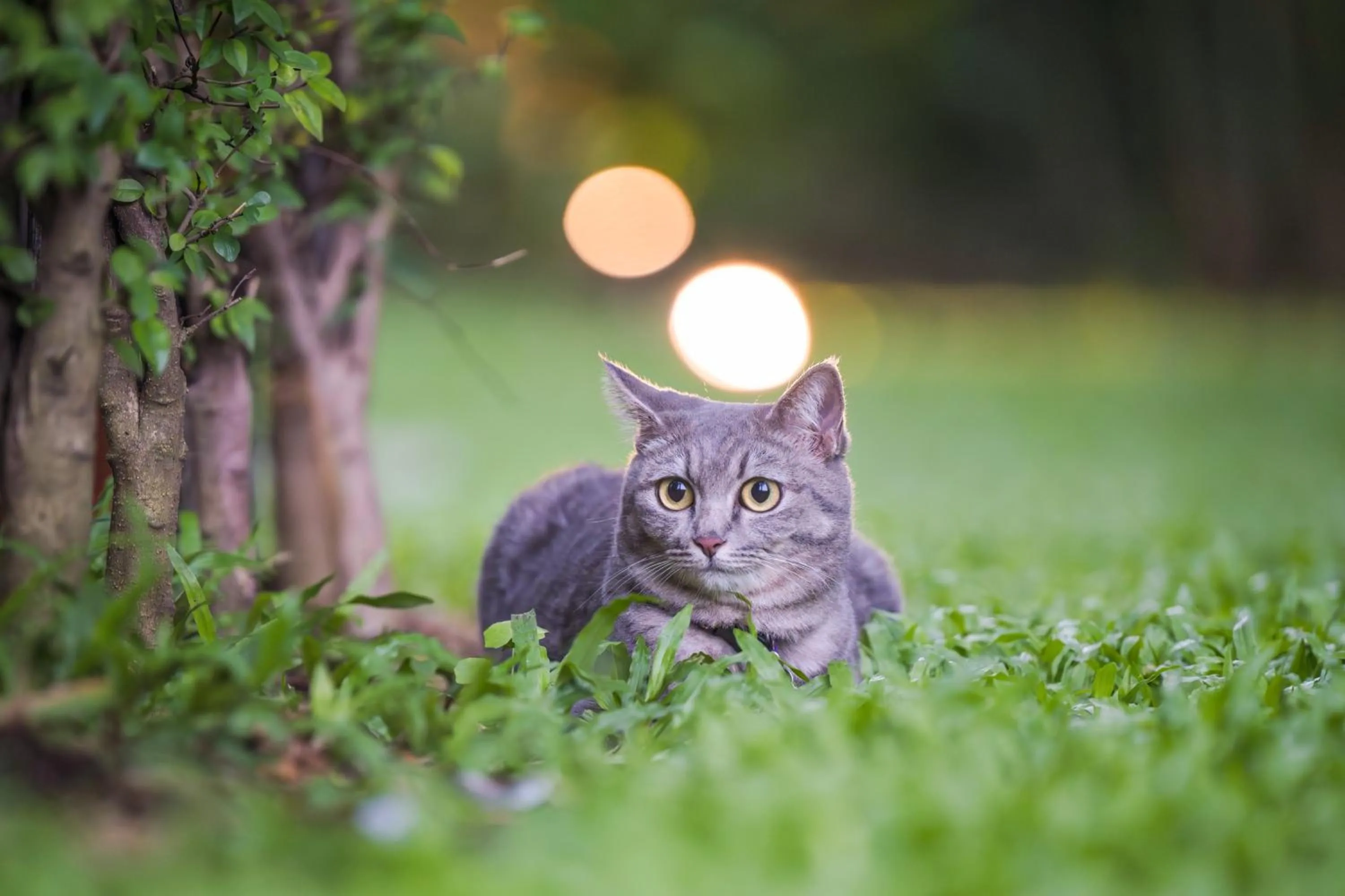 pet friendly in HOMA Phuket Town