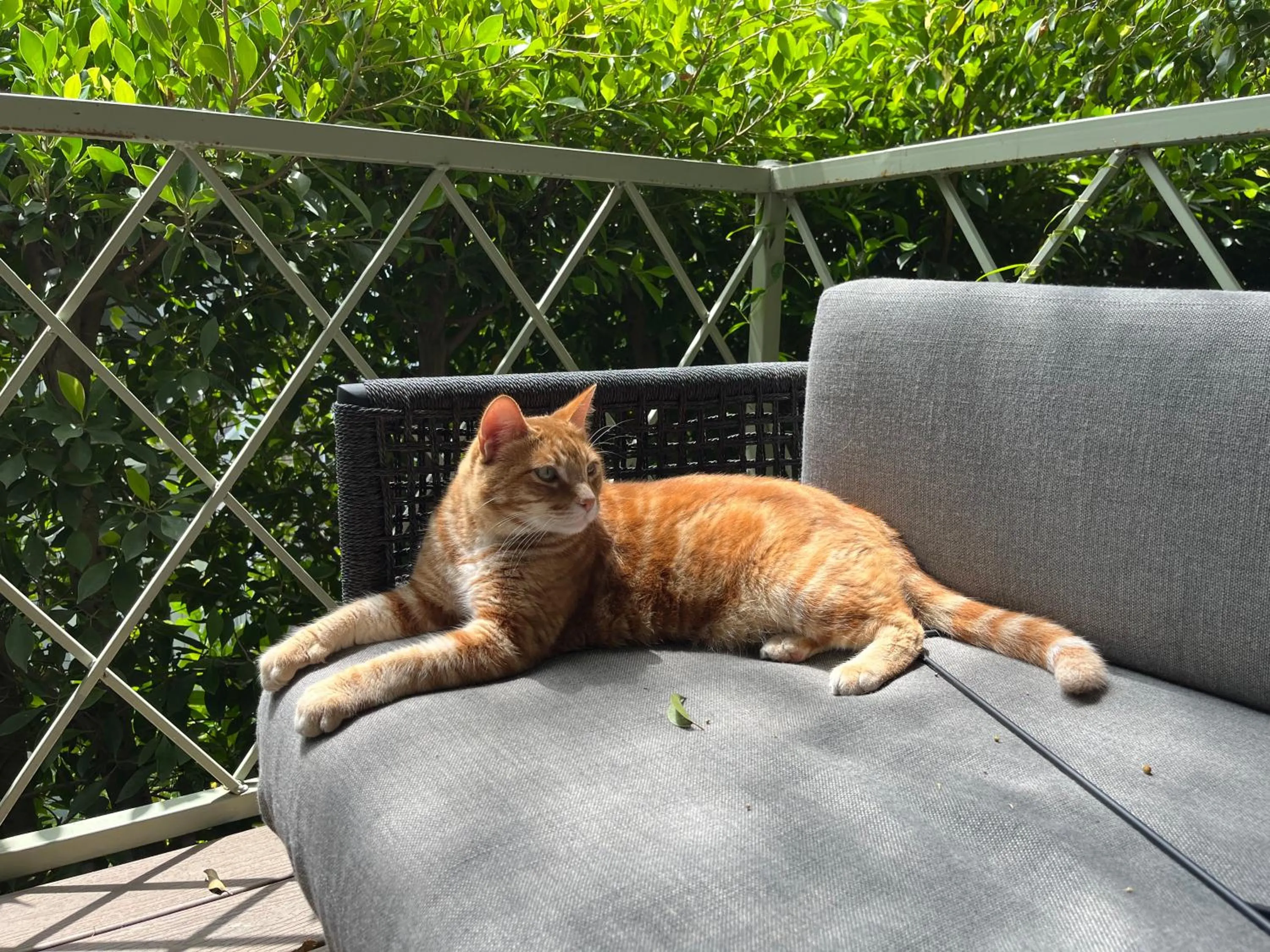 Pets in Beverly Hills Spanish