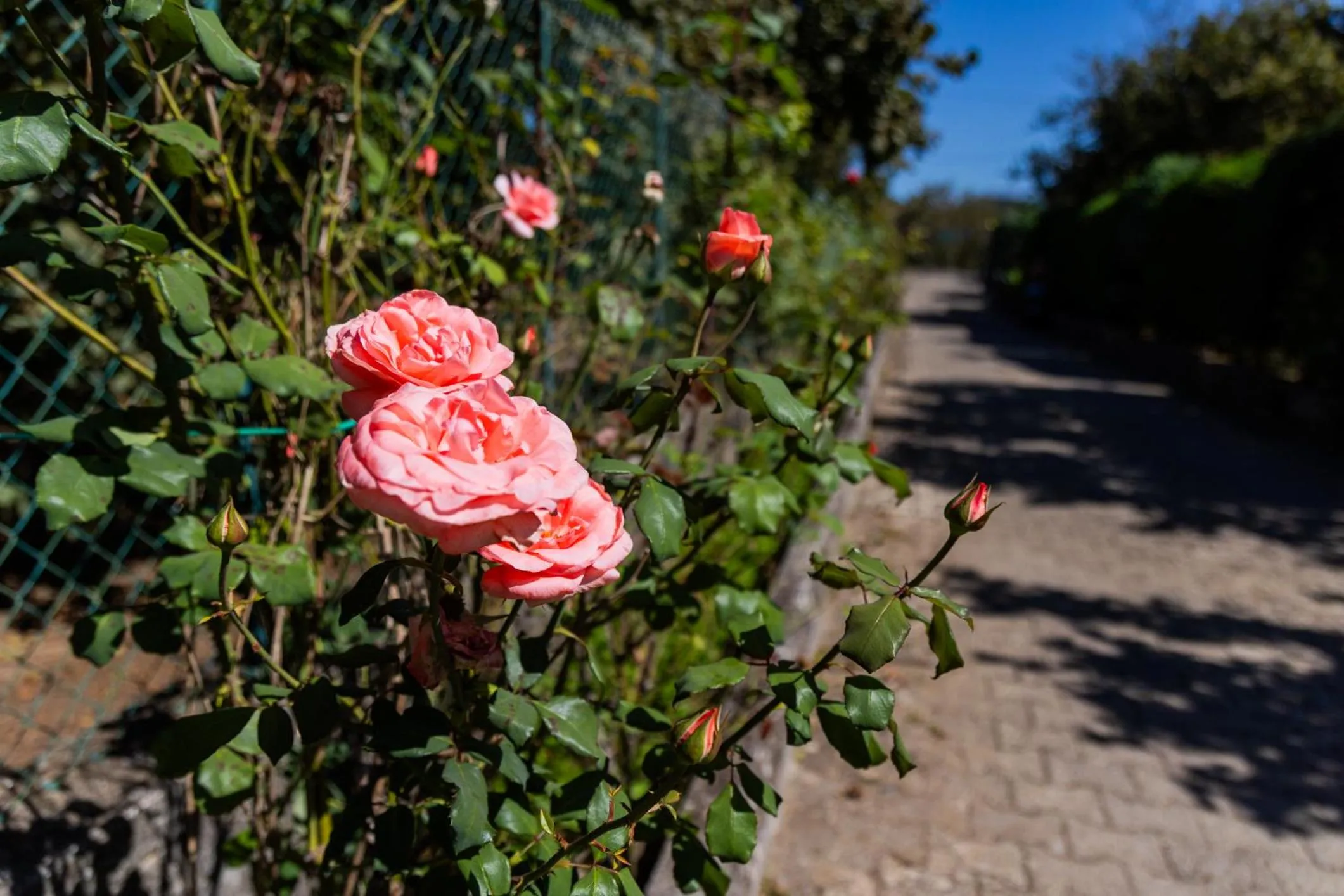 Spring in Santa Maria Apartments