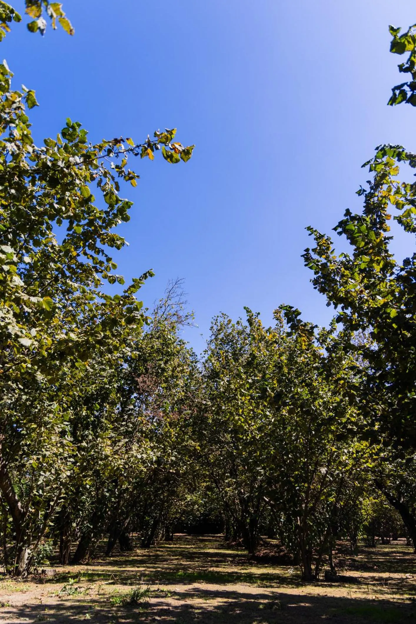Garden in Santa Maria Apartments