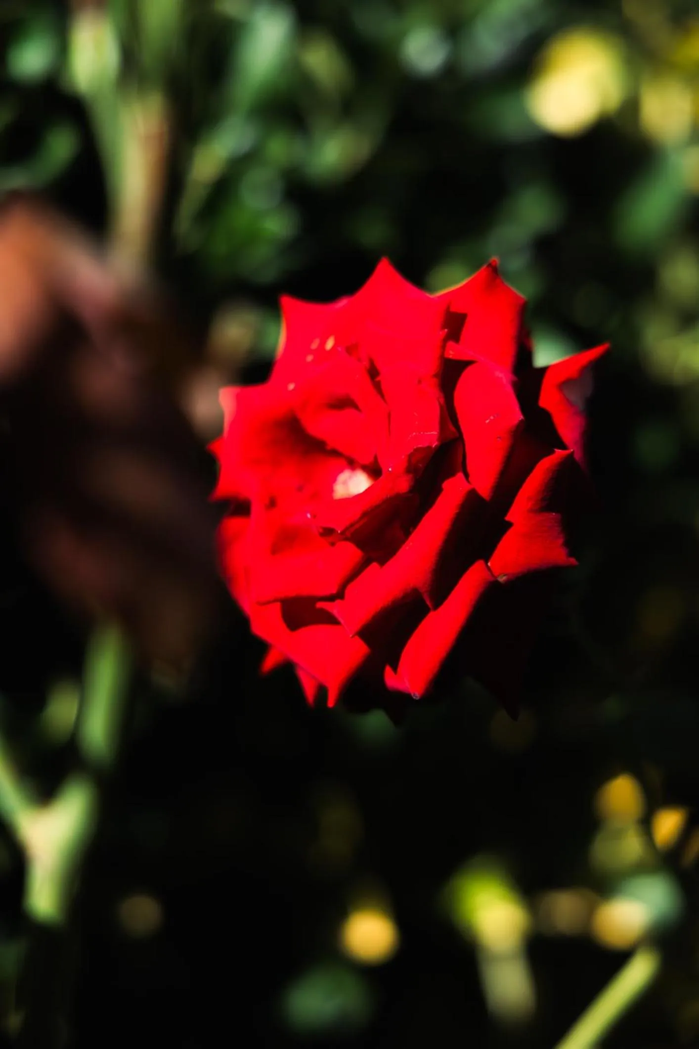 Garden in Santa Maria Apartments