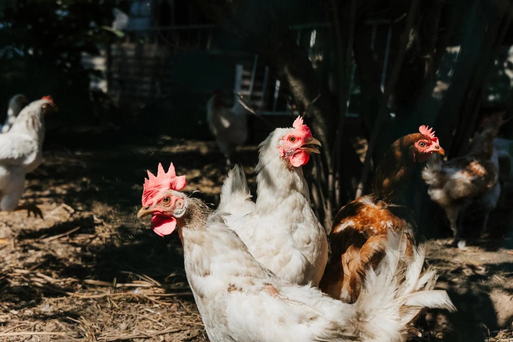 Day in Santa Maria Apartments