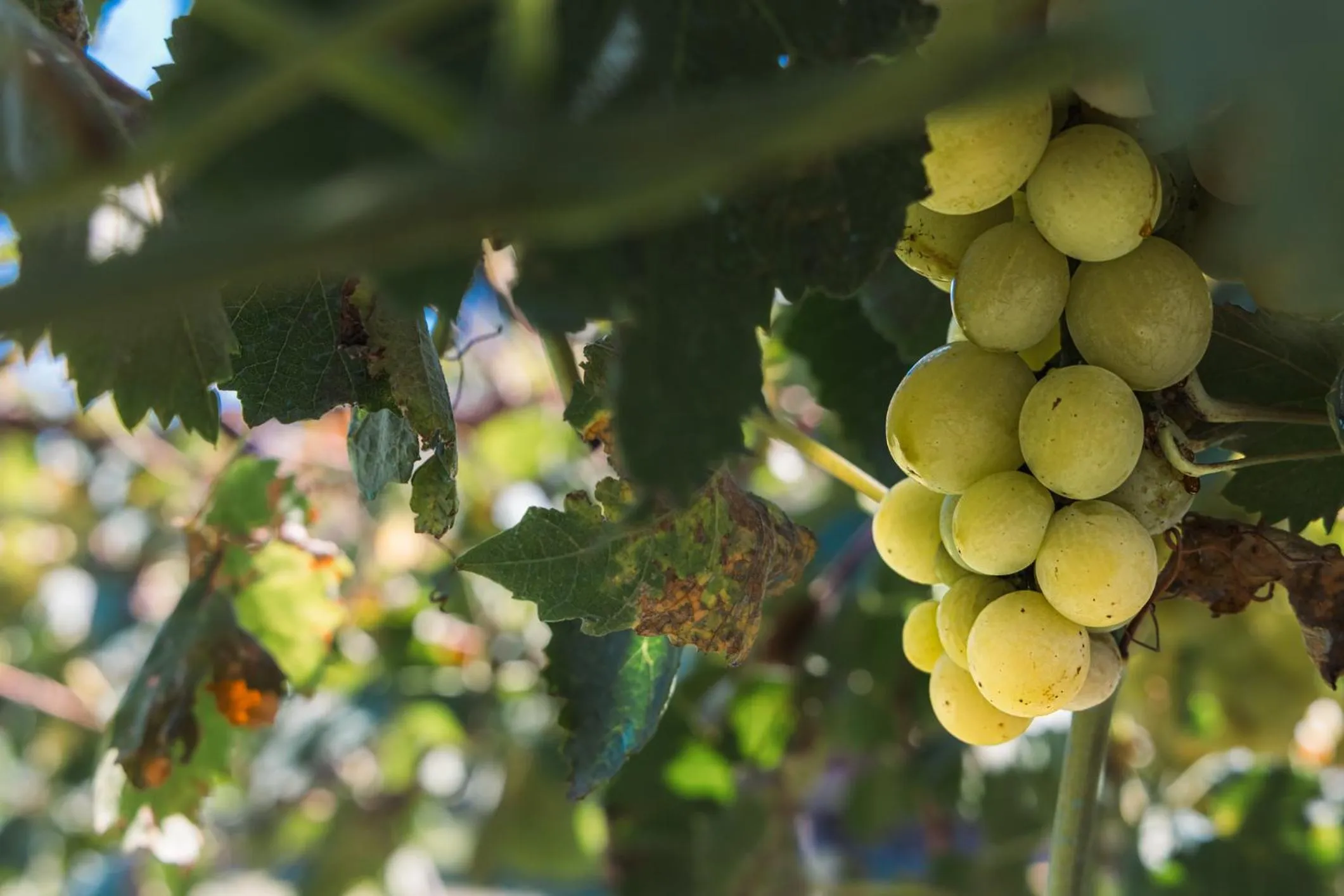 Garden in Santa Maria Apartments
