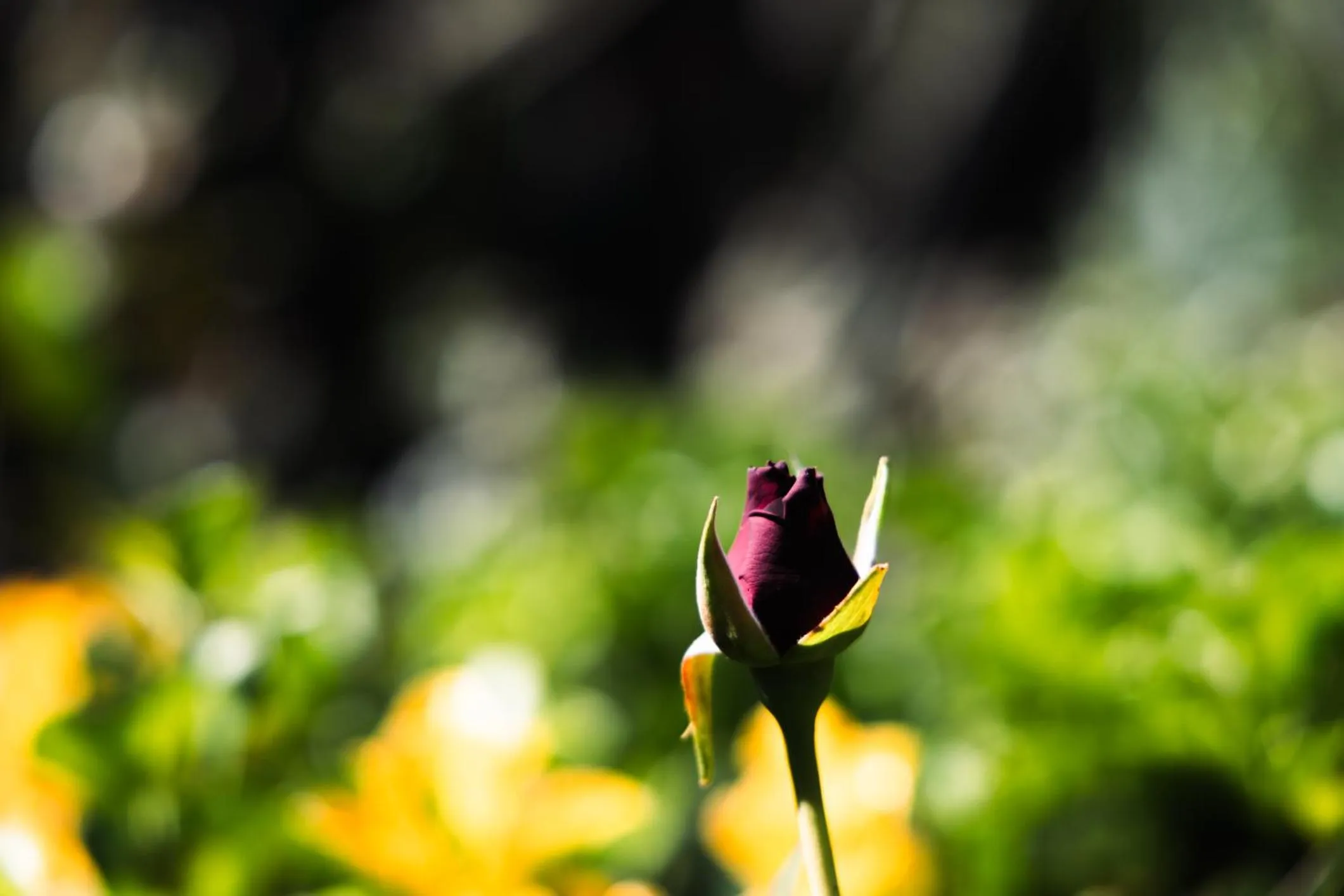 Garden in Santa Maria Apartments