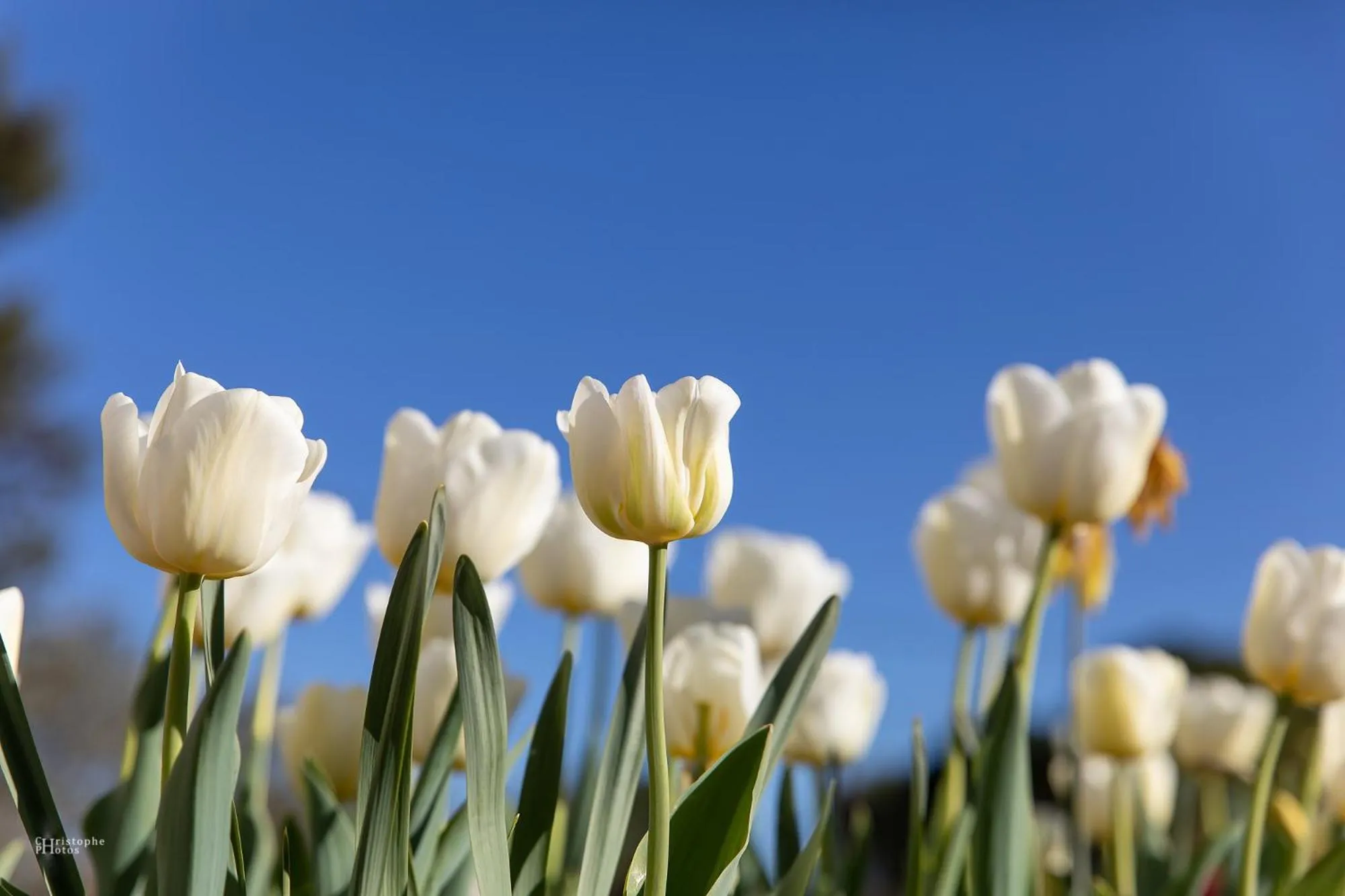 Spring in Croissant de Lune