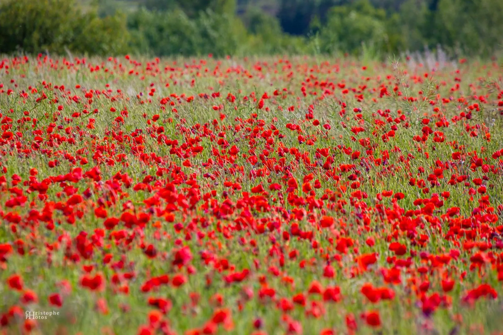Spring in Croissant de Lune