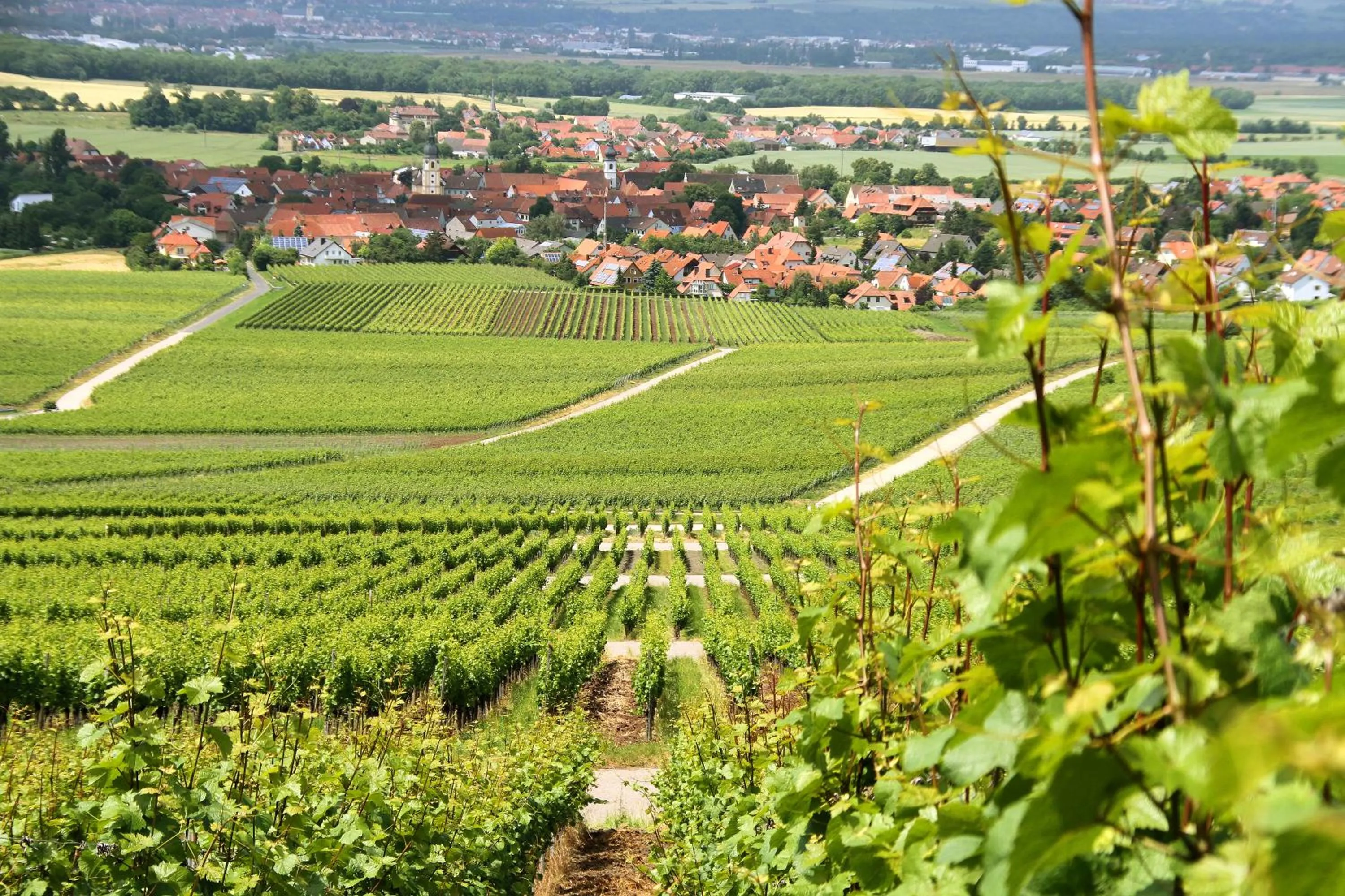 Natural landscape in Hotel & Gasthof zum Rödelseer Schwan