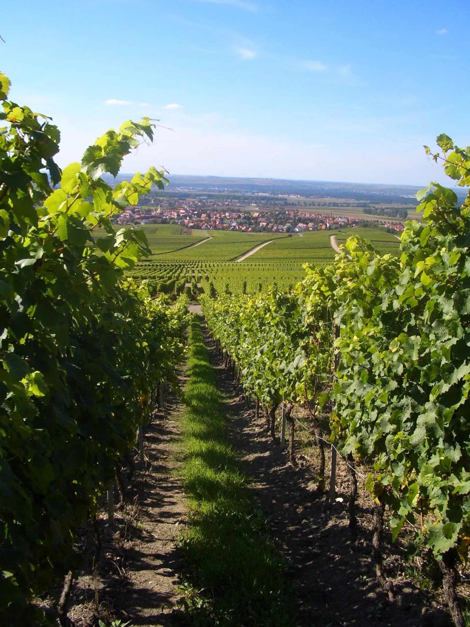 Natural landscape in Hotel & Gasthof zum Rödelseer Schwan