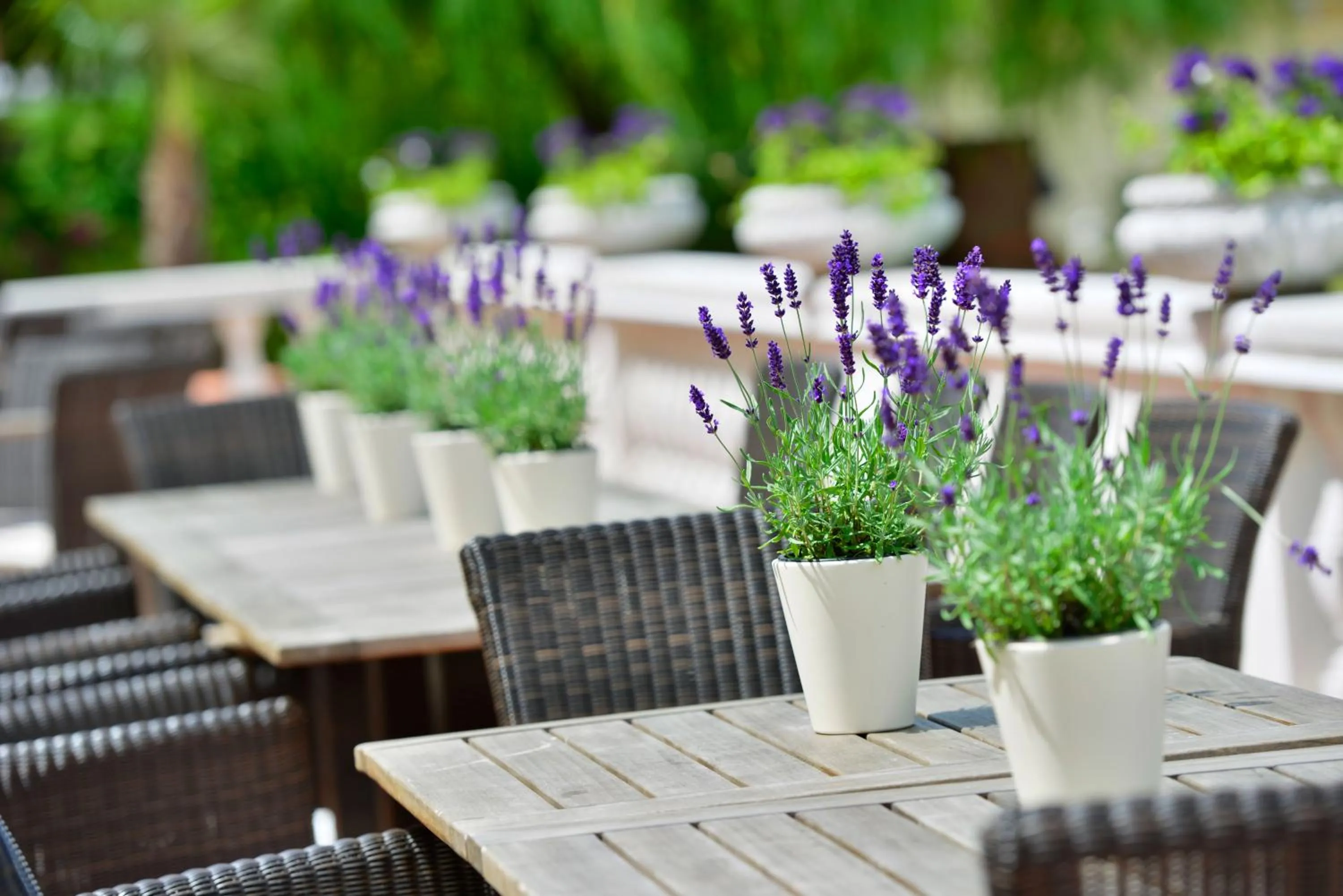 Balcony/Terrace in Hotel Der Lindenhof