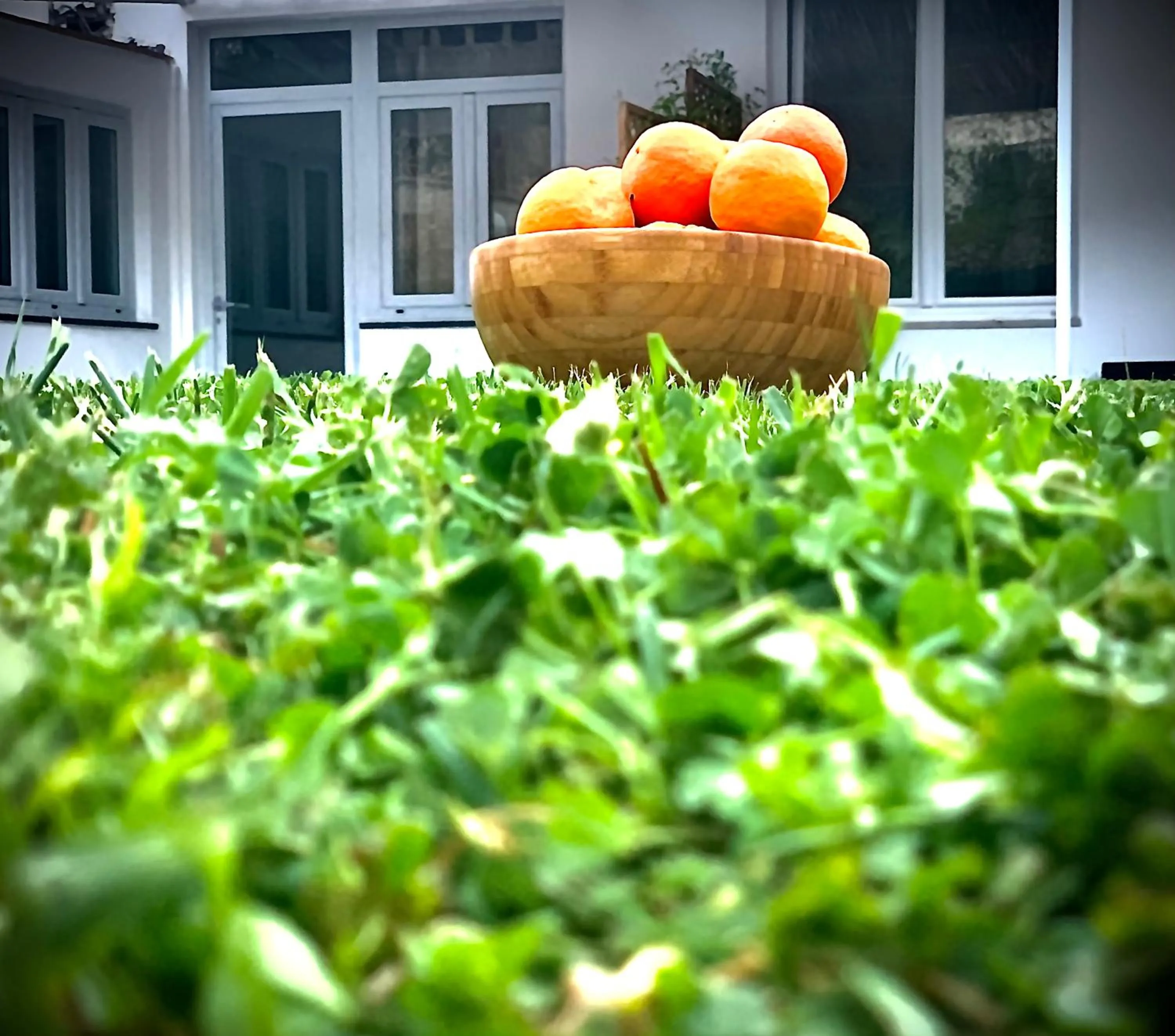 Garden in Numero20 B&B