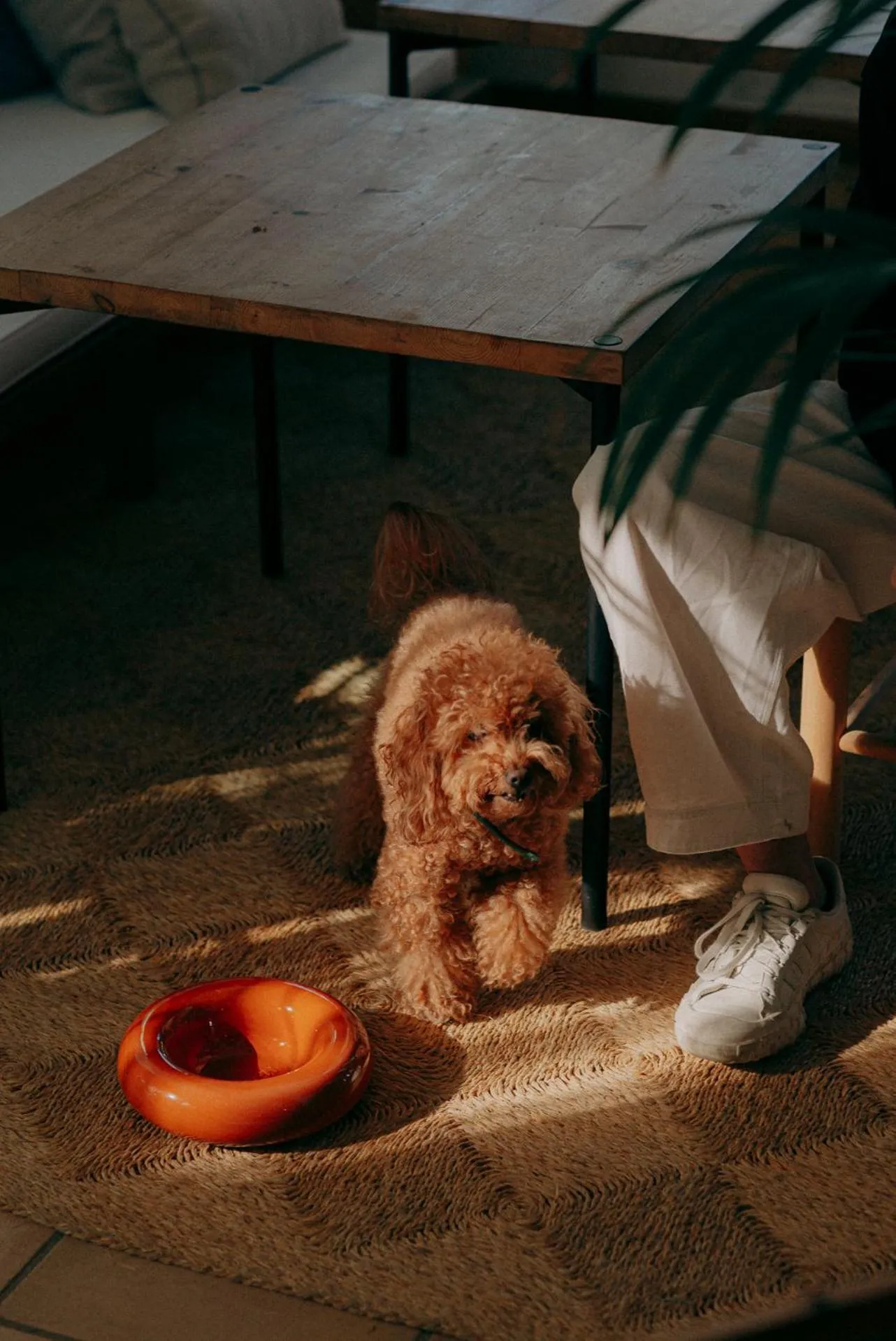 pet friendly in Hotel Casa Nereta