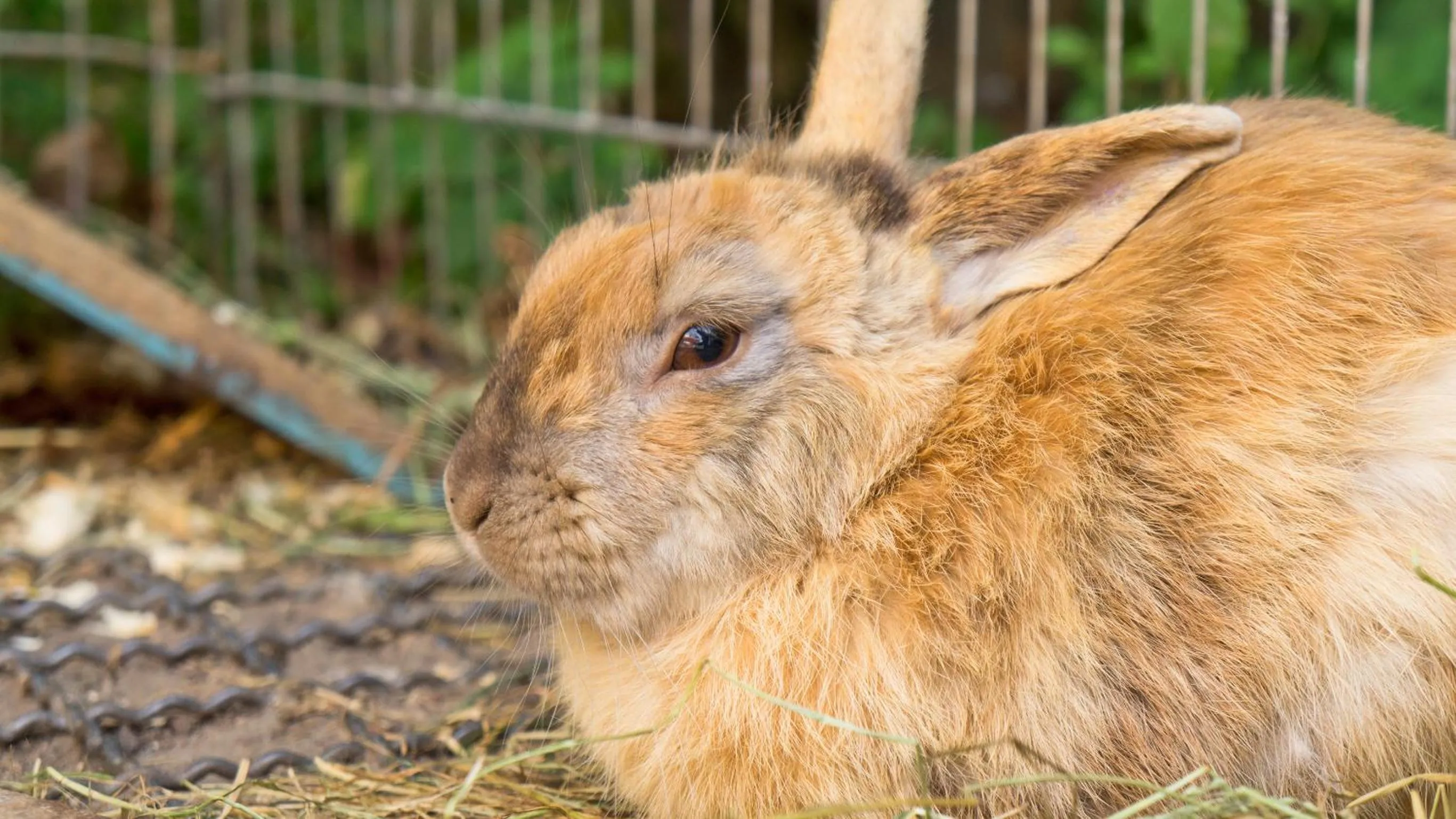 Animals in Hotel - Restaurant Kastanienhof Lauingen