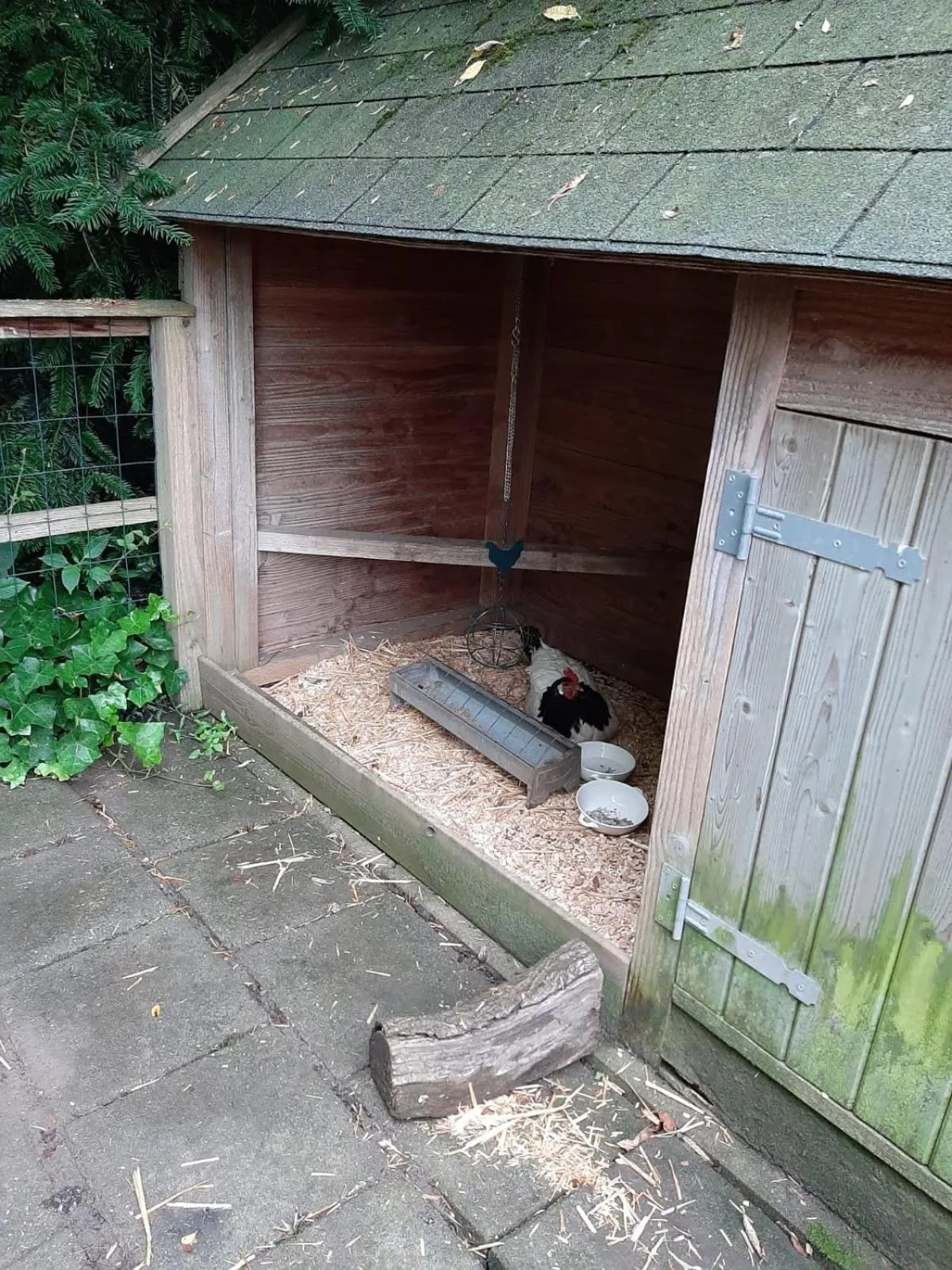 Pets in Thuis bij Elles