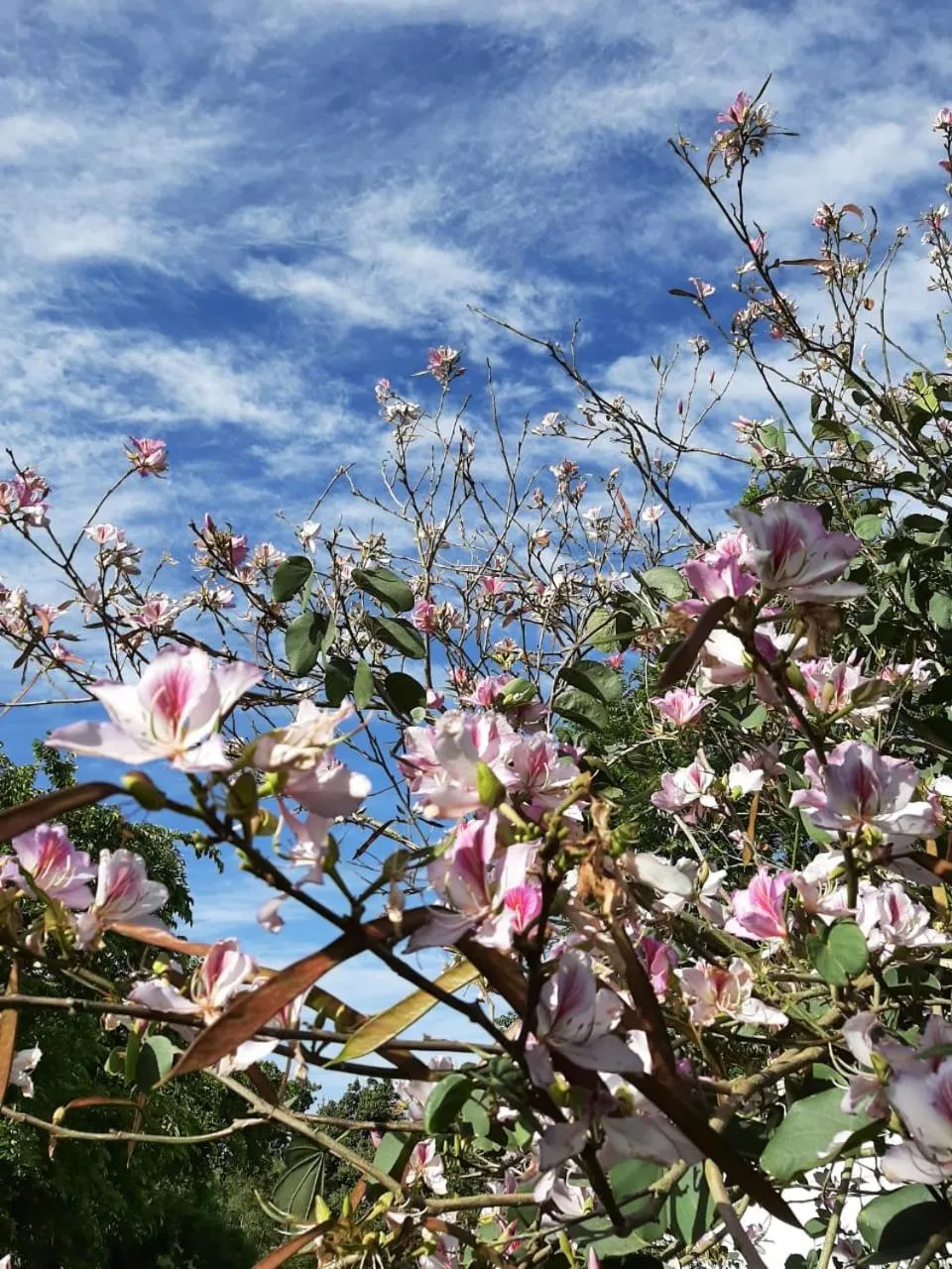 Zeekoegat Historical Homestead