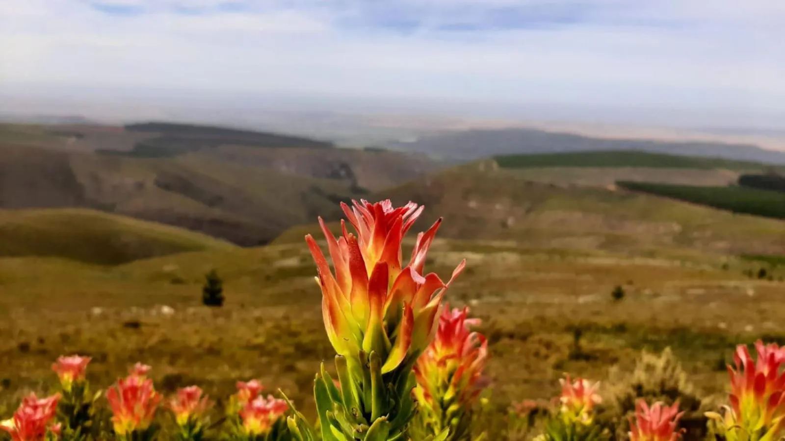 Zeekoegat Historical Homestead