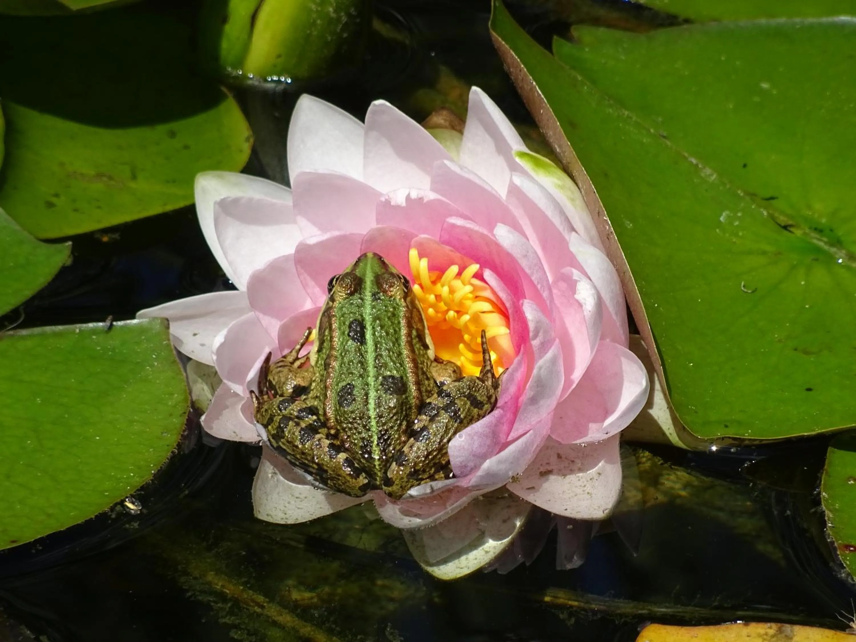 Gästehaus Biedermann