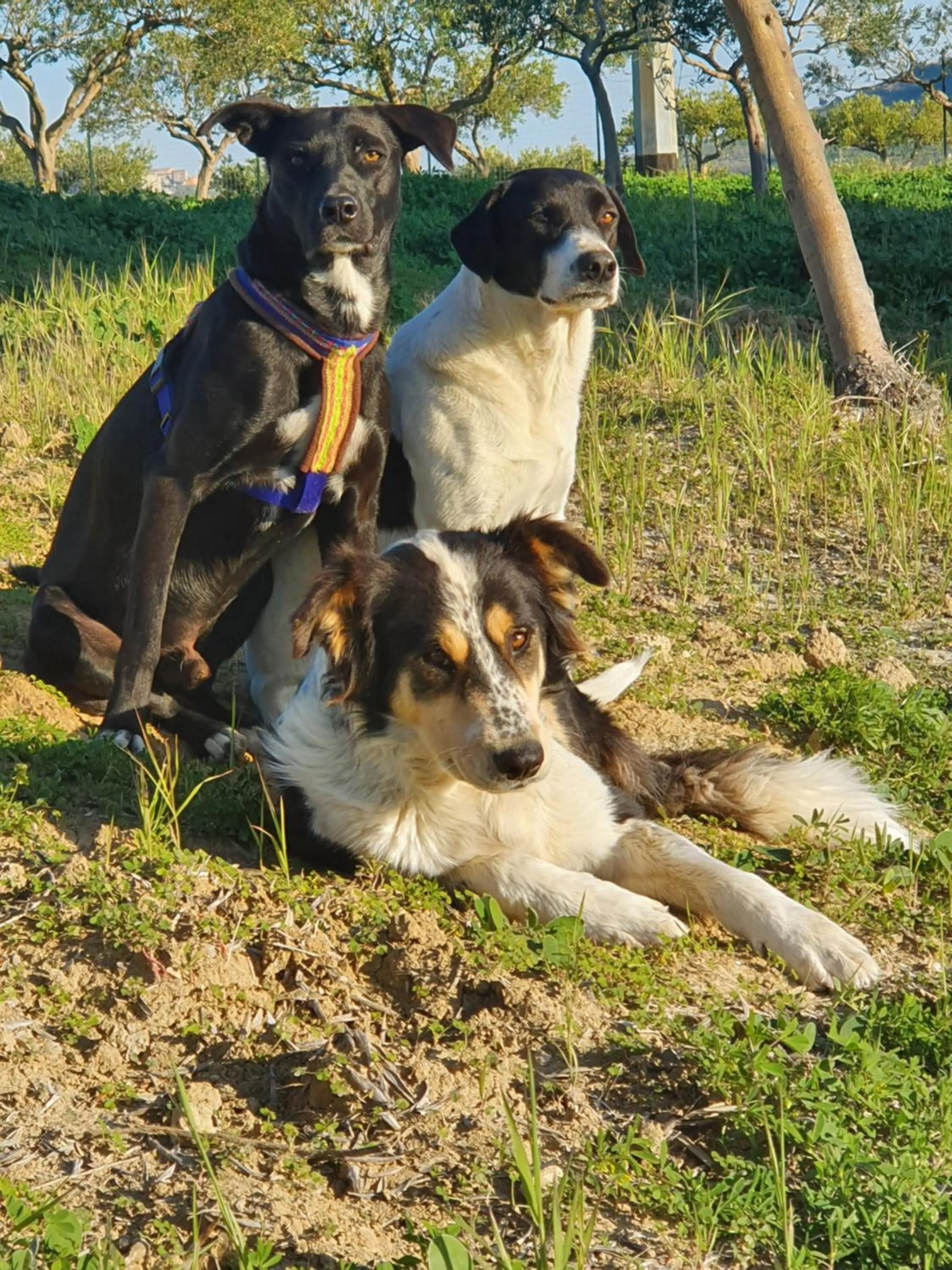 Pets in Casa California