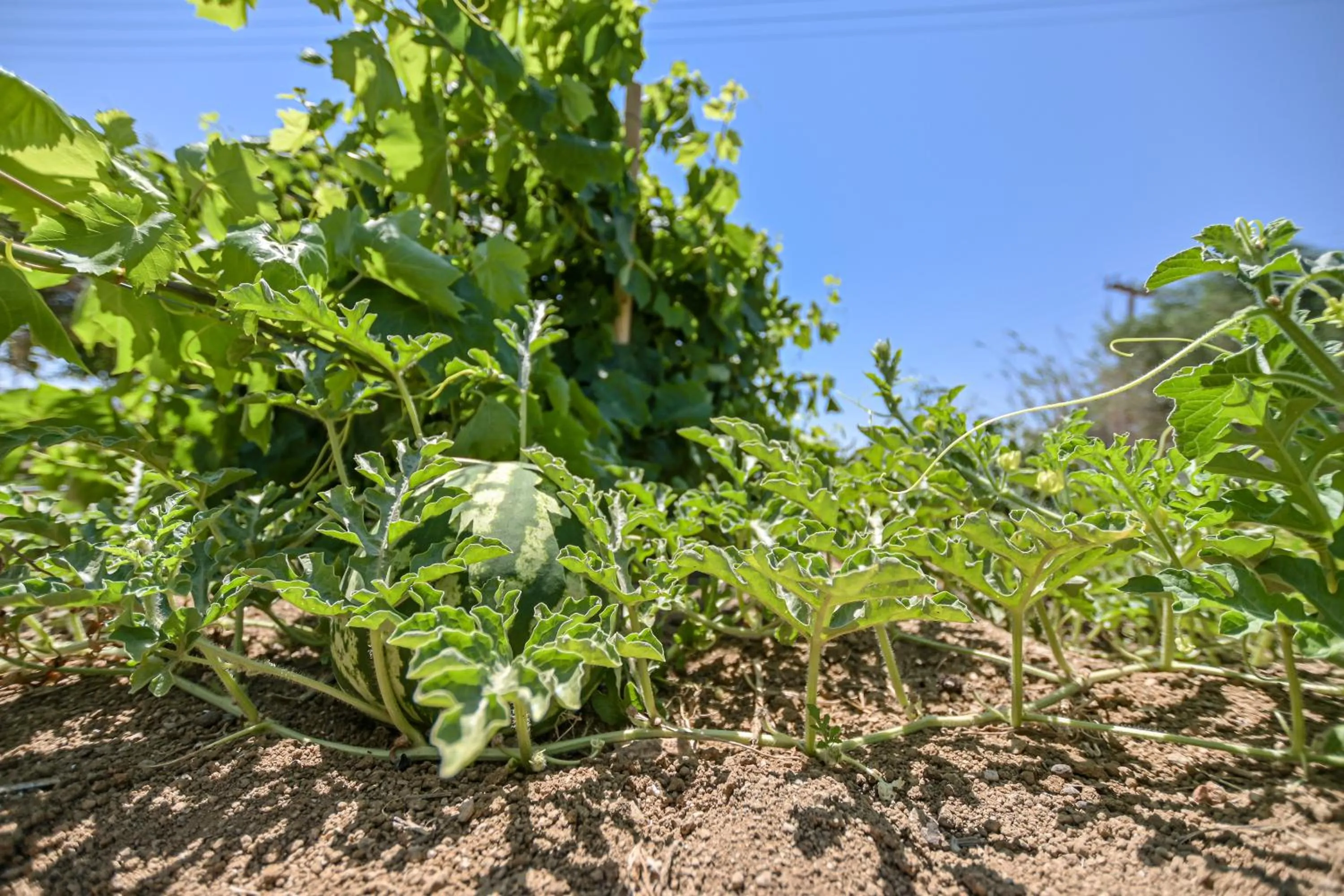 Natural landscape in Naxian Garden of Senses