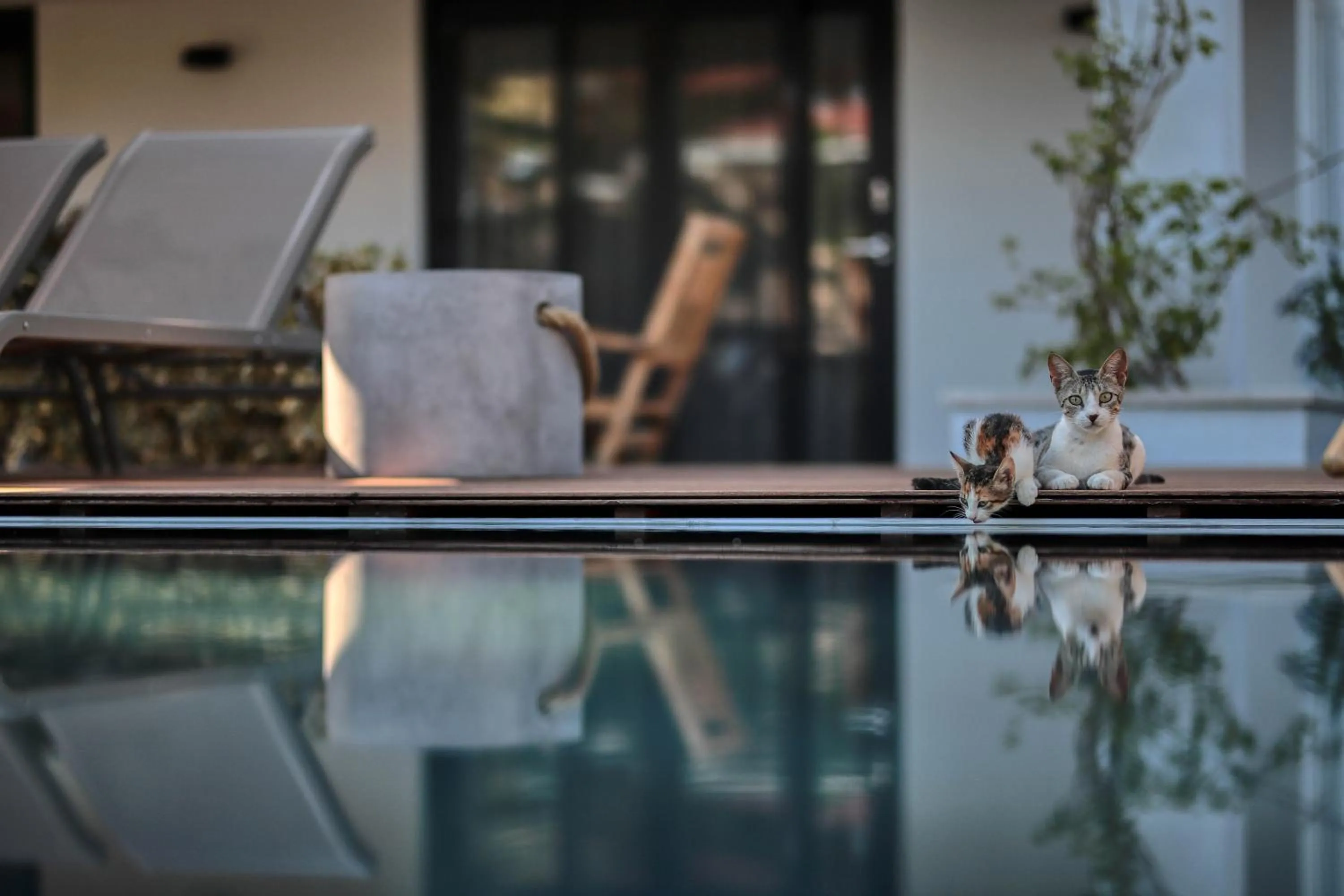 Swimming pool in CUNDA PİER OTEL