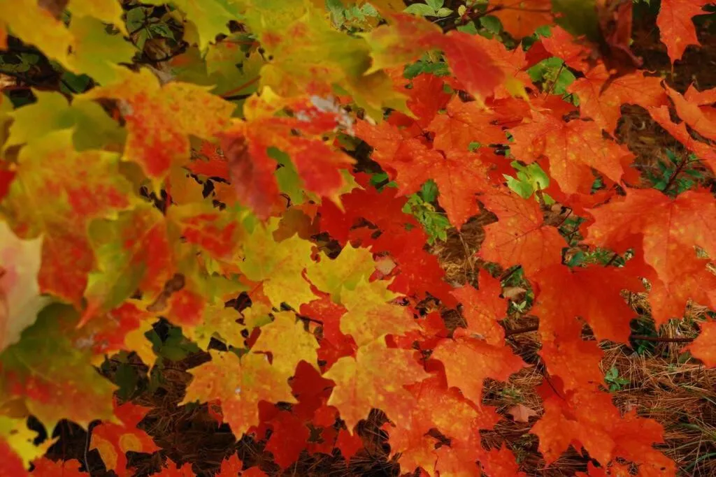 The MountainSide by Escapades Tremblant