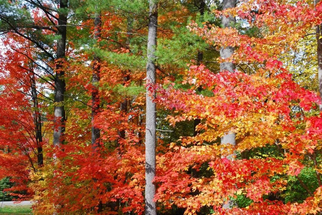 The MountainSide by Escapades Tremblant