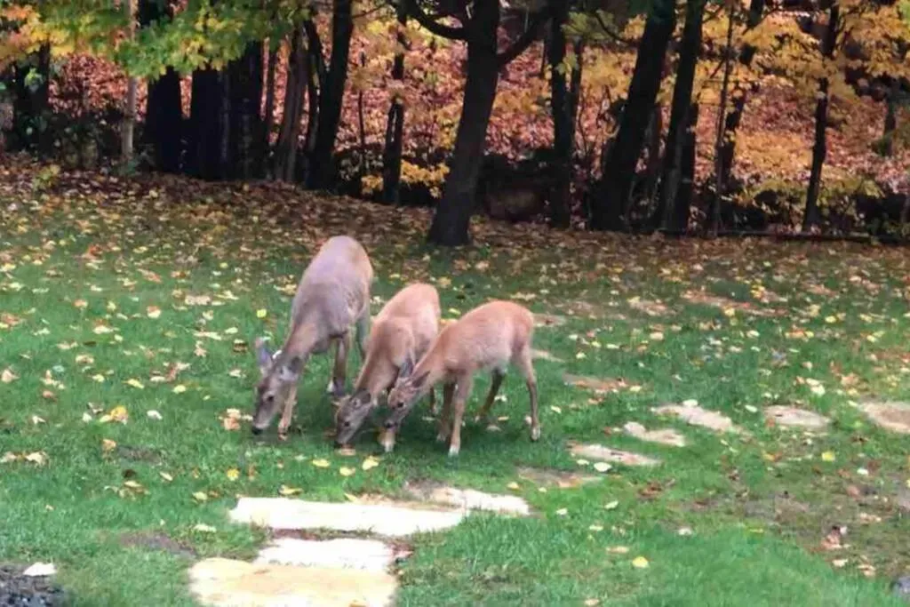 The MountainSide by Escapades Tremblant