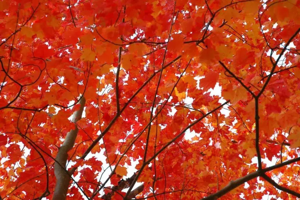 One-Bedroom Apartment in The MountainSide by Escapades Tremblant One-Bedroom Apartment in The MountainSide by Escapades Tremblant