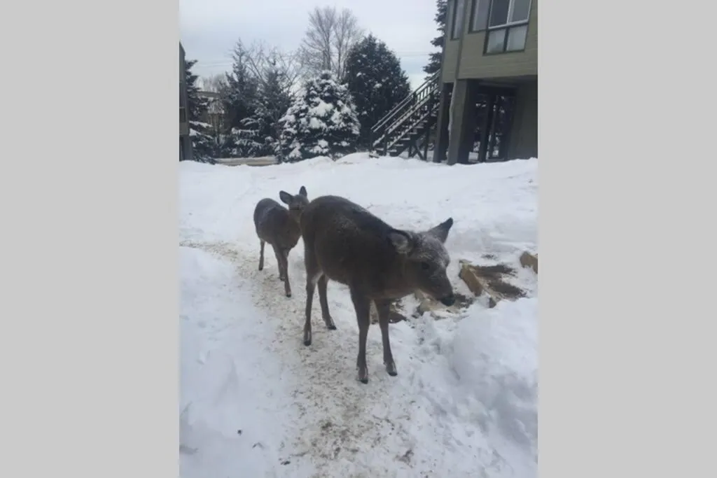 The MountainSide by Escapades Tremblant