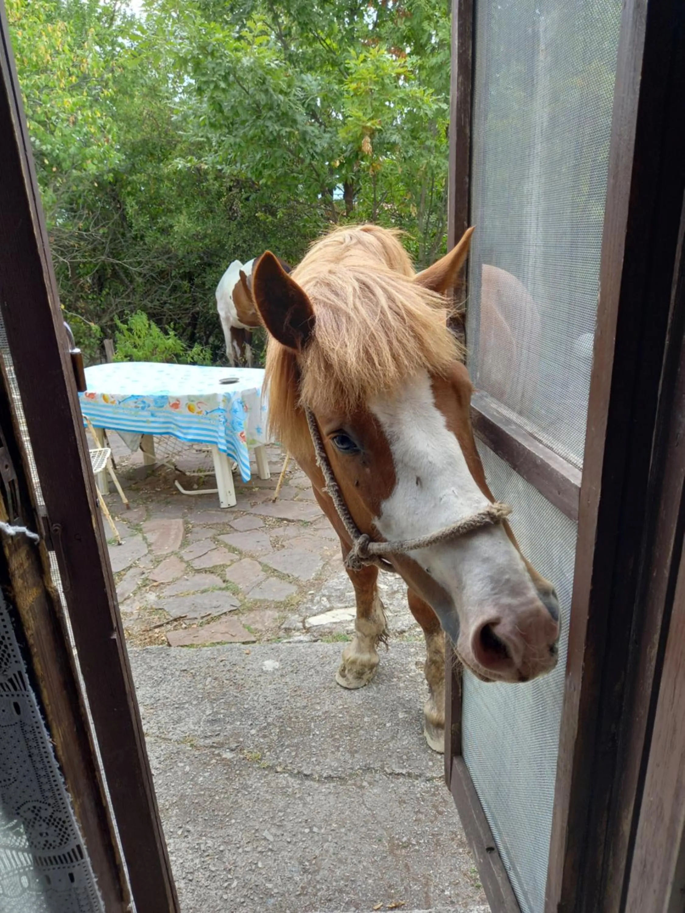 Animals in La casa nel bosco