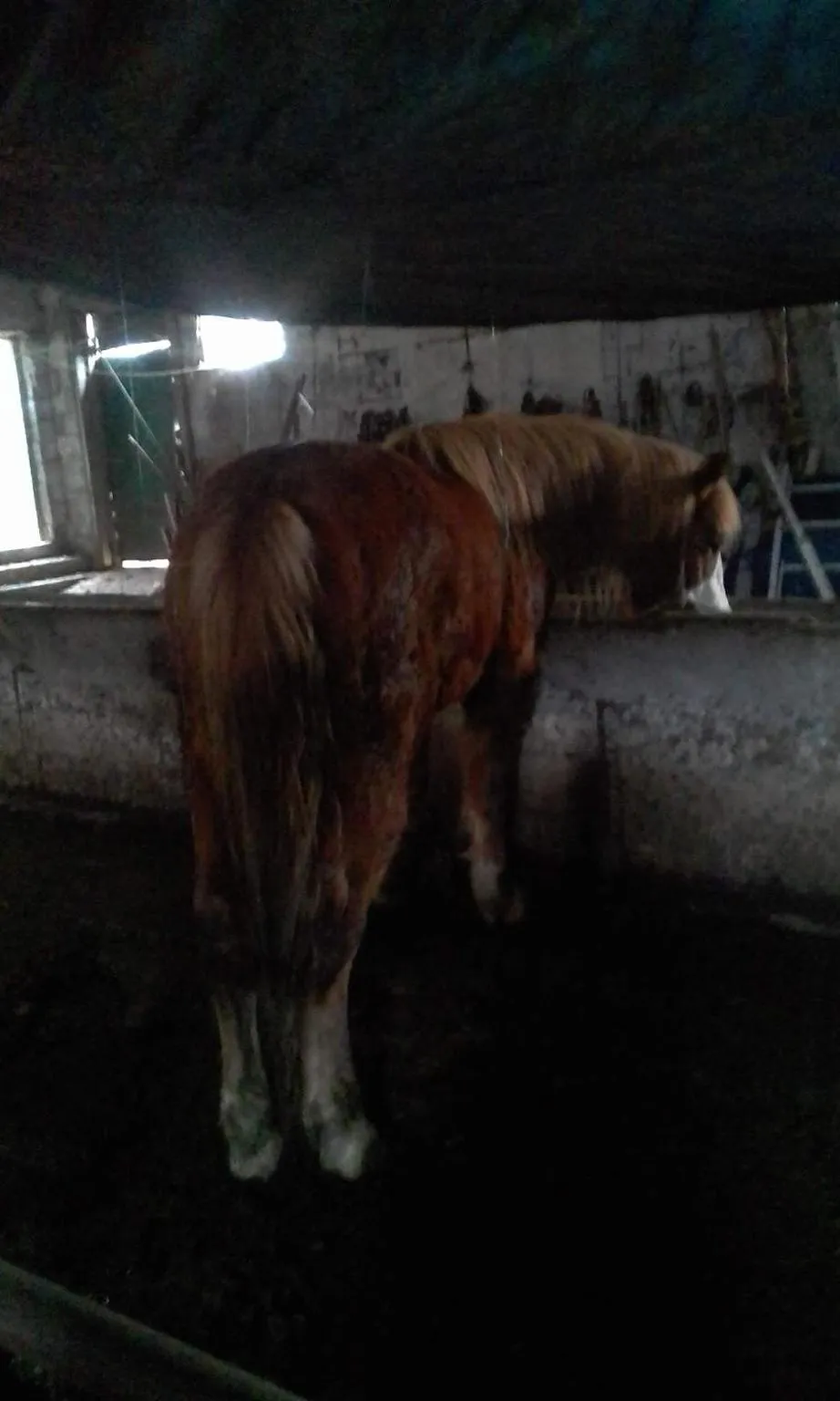 Animals in La casa nel bosco