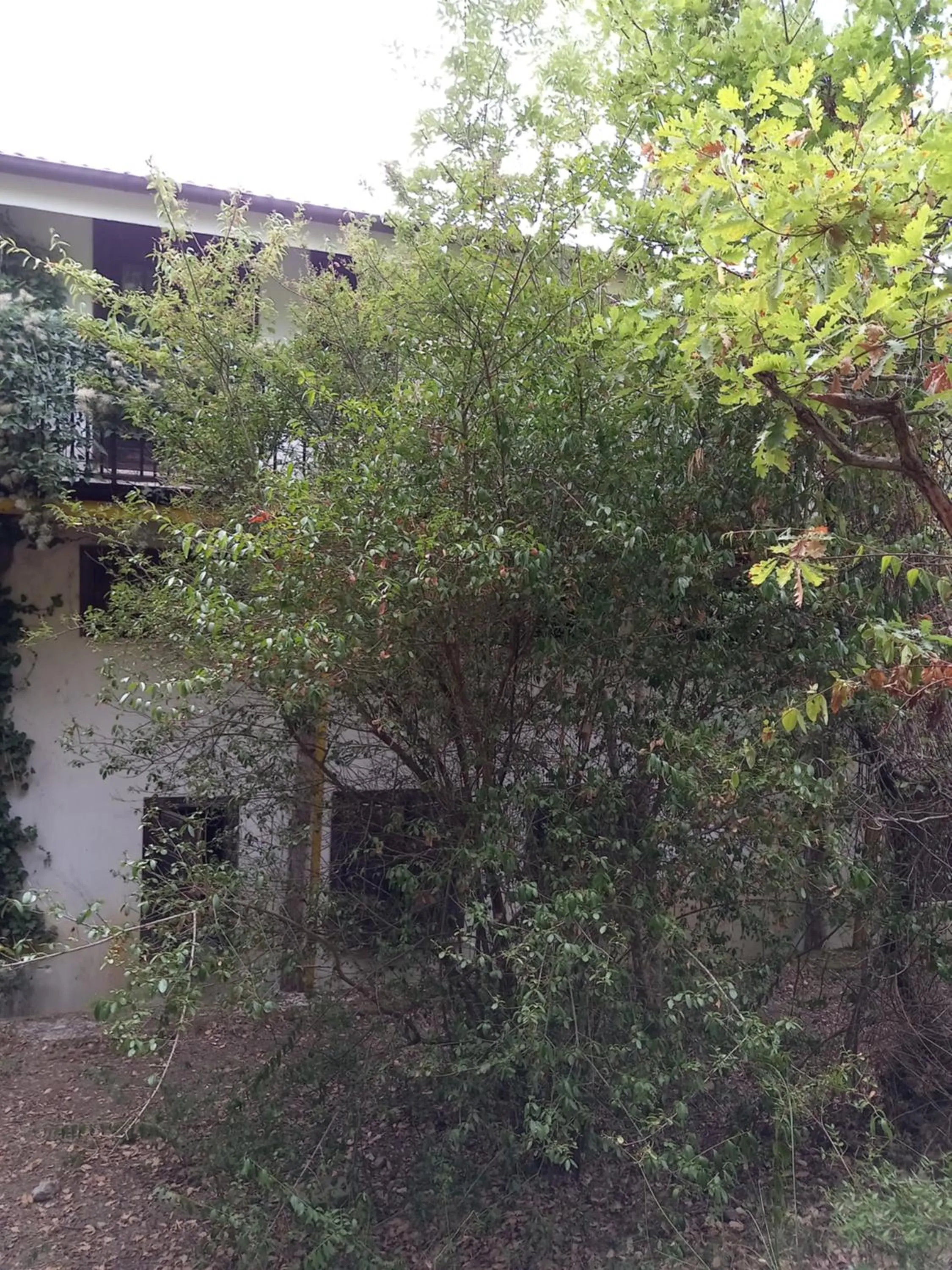 Property building in La casa nel bosco